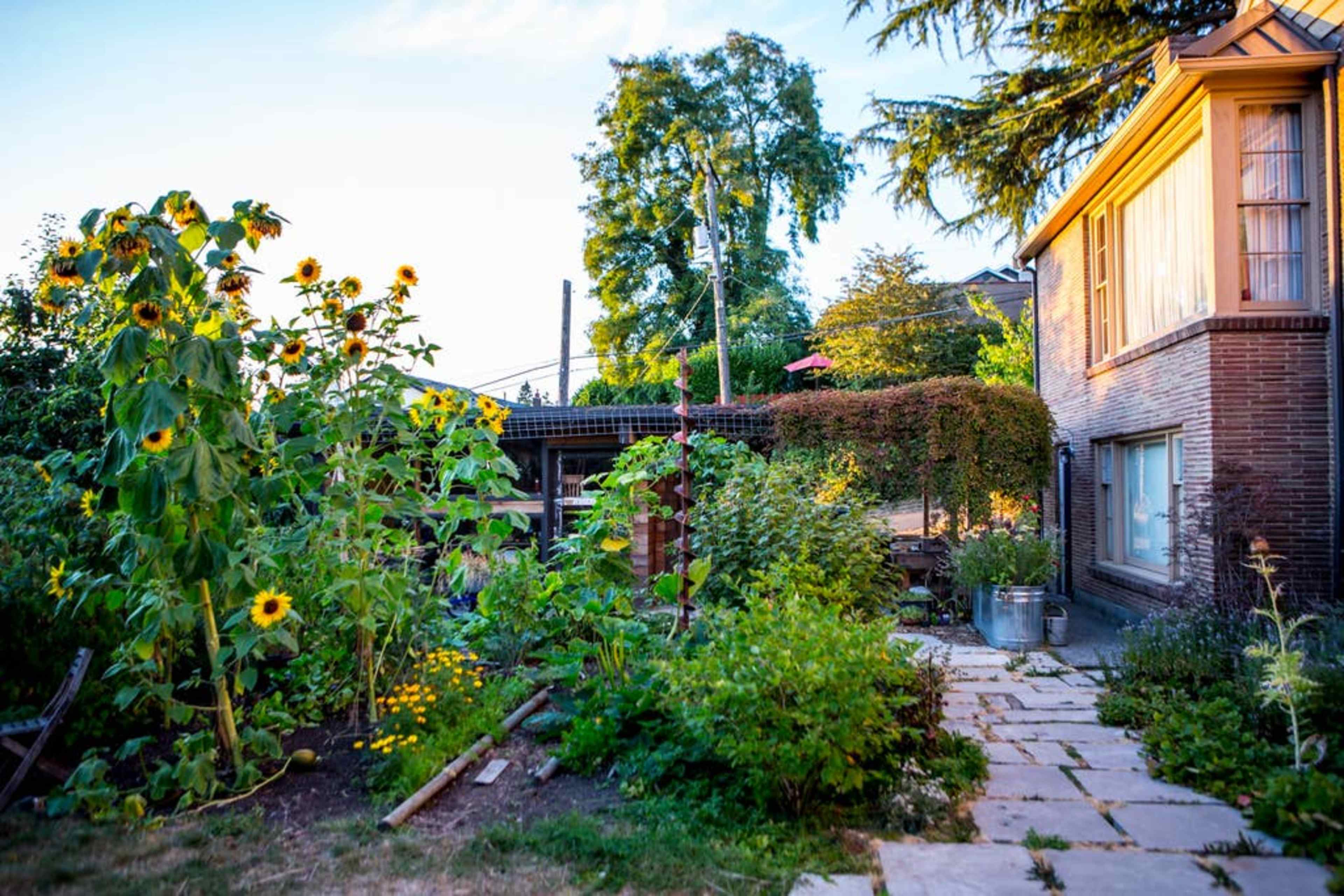 A backyard garden with sunflowers and various plants surrounding a stone pathway leading to a house.
