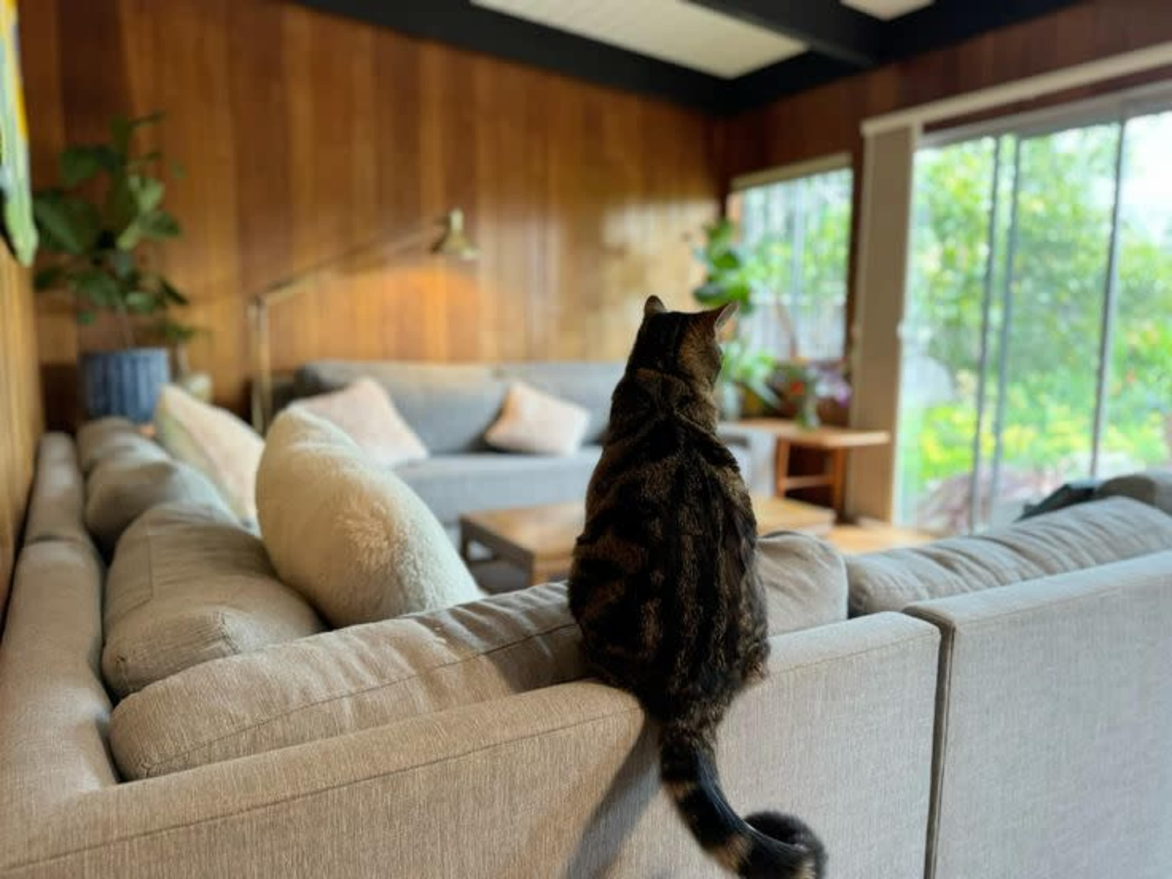 A cat sits on the back of a gray couch, facing a large window with greenery outside.