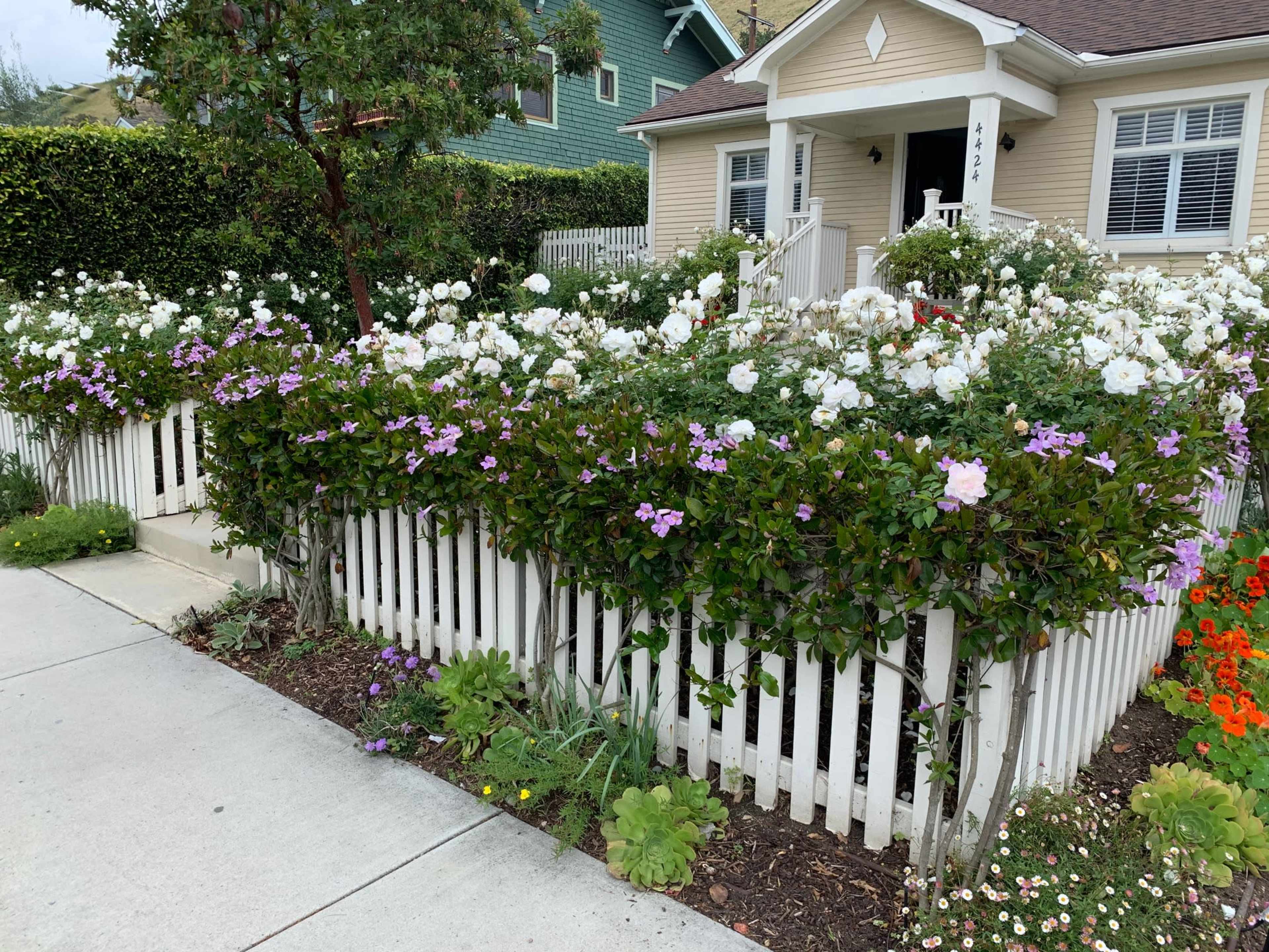 A well-maintained front yard with white and purple flowers surrounding a white picket fence, leading up to a light-colored house.