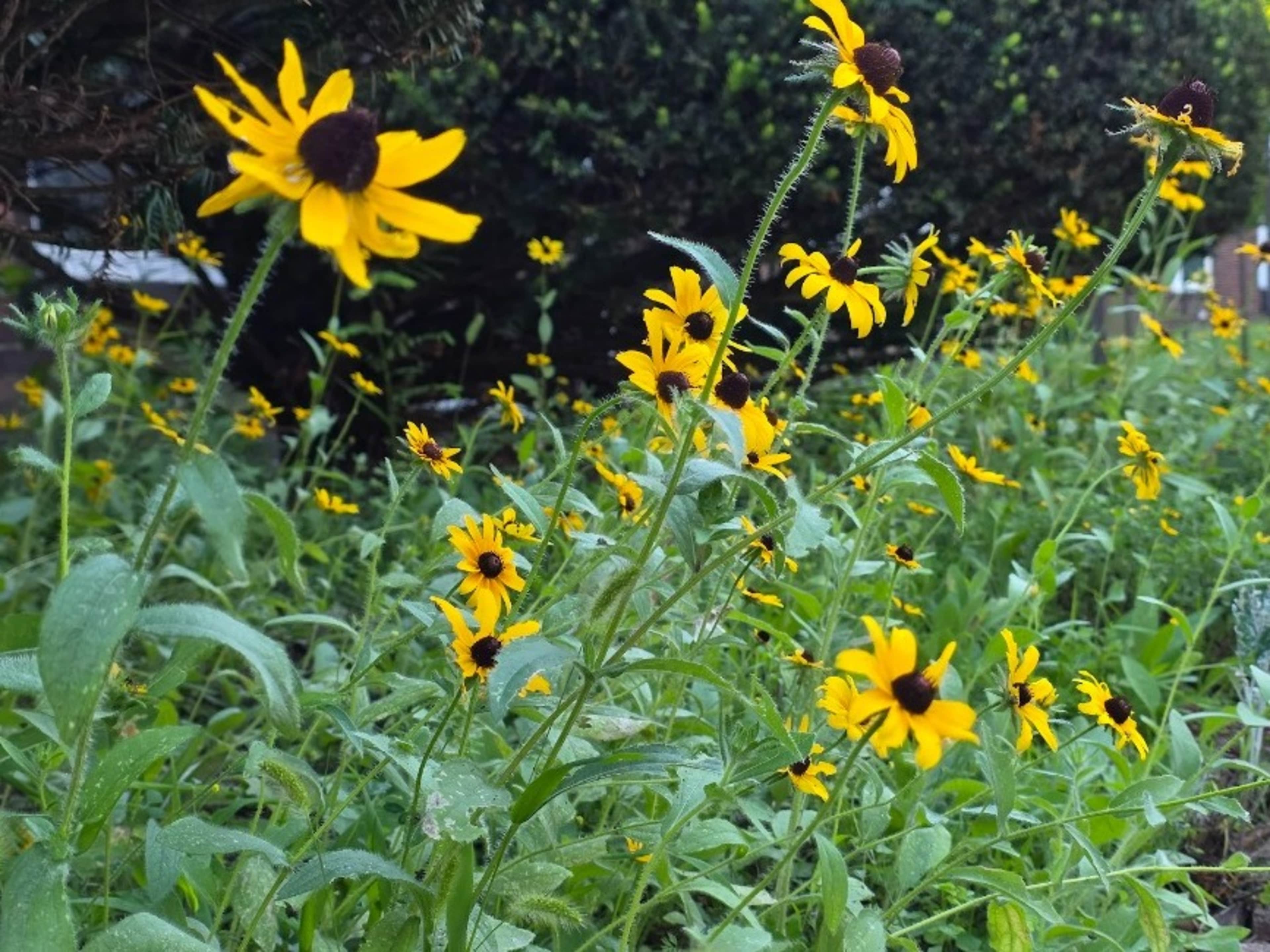 Botanical Consult/Monarch Waystation Tour