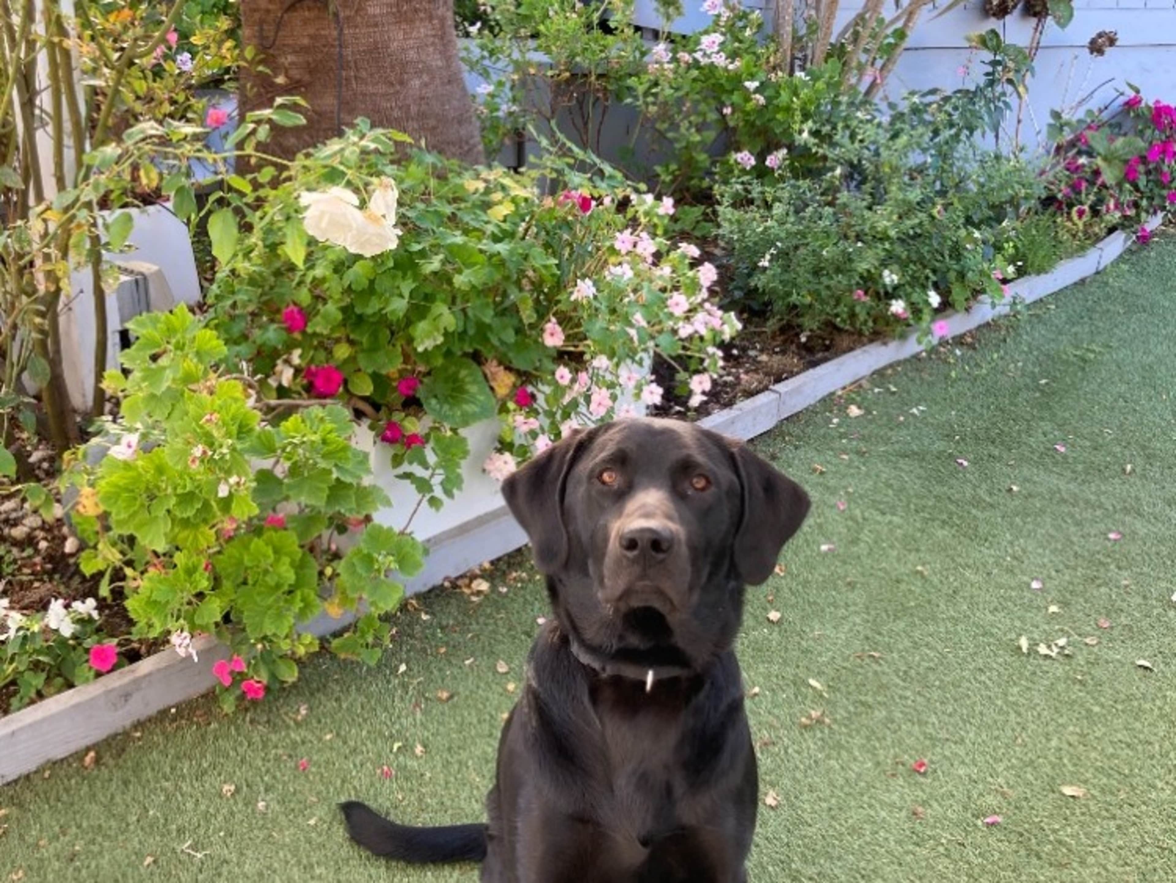 Labrador Retriever rental