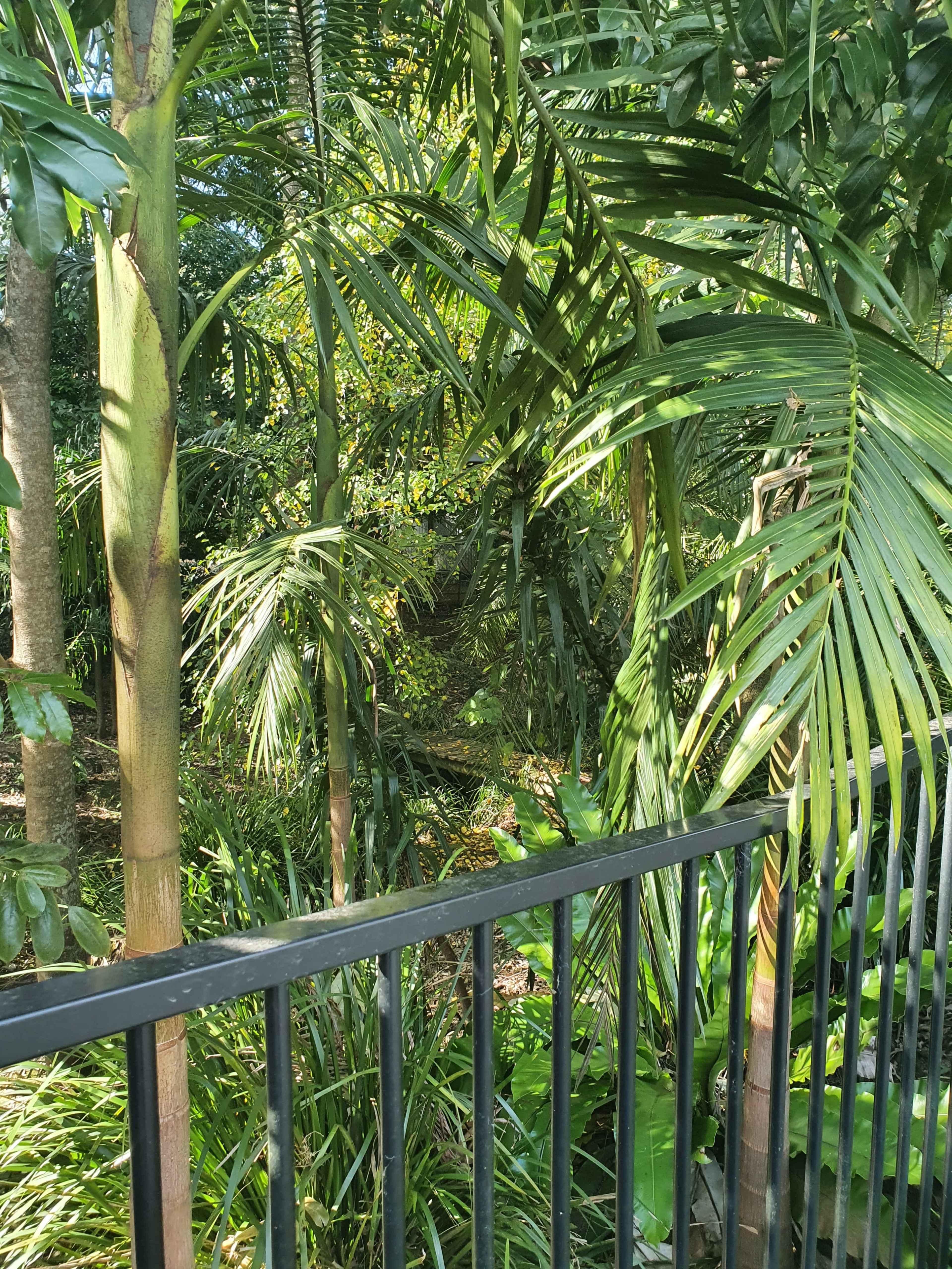 A dense green landscape with tall palm trees and a narrow path visible in the foliage.