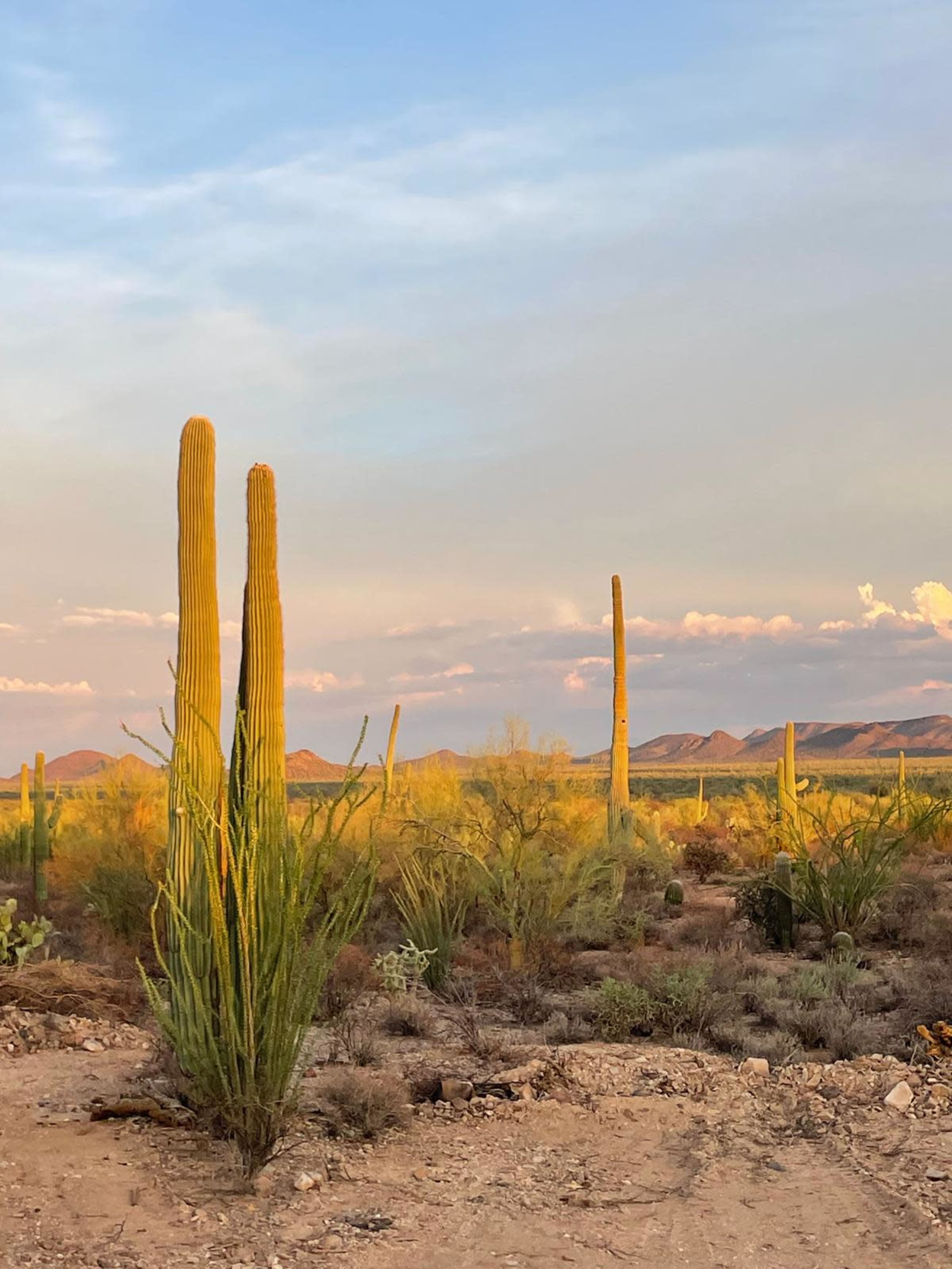 The image shows tall cactus plants in a desert landscape with mountains in the background and a colorful sky at dusk.