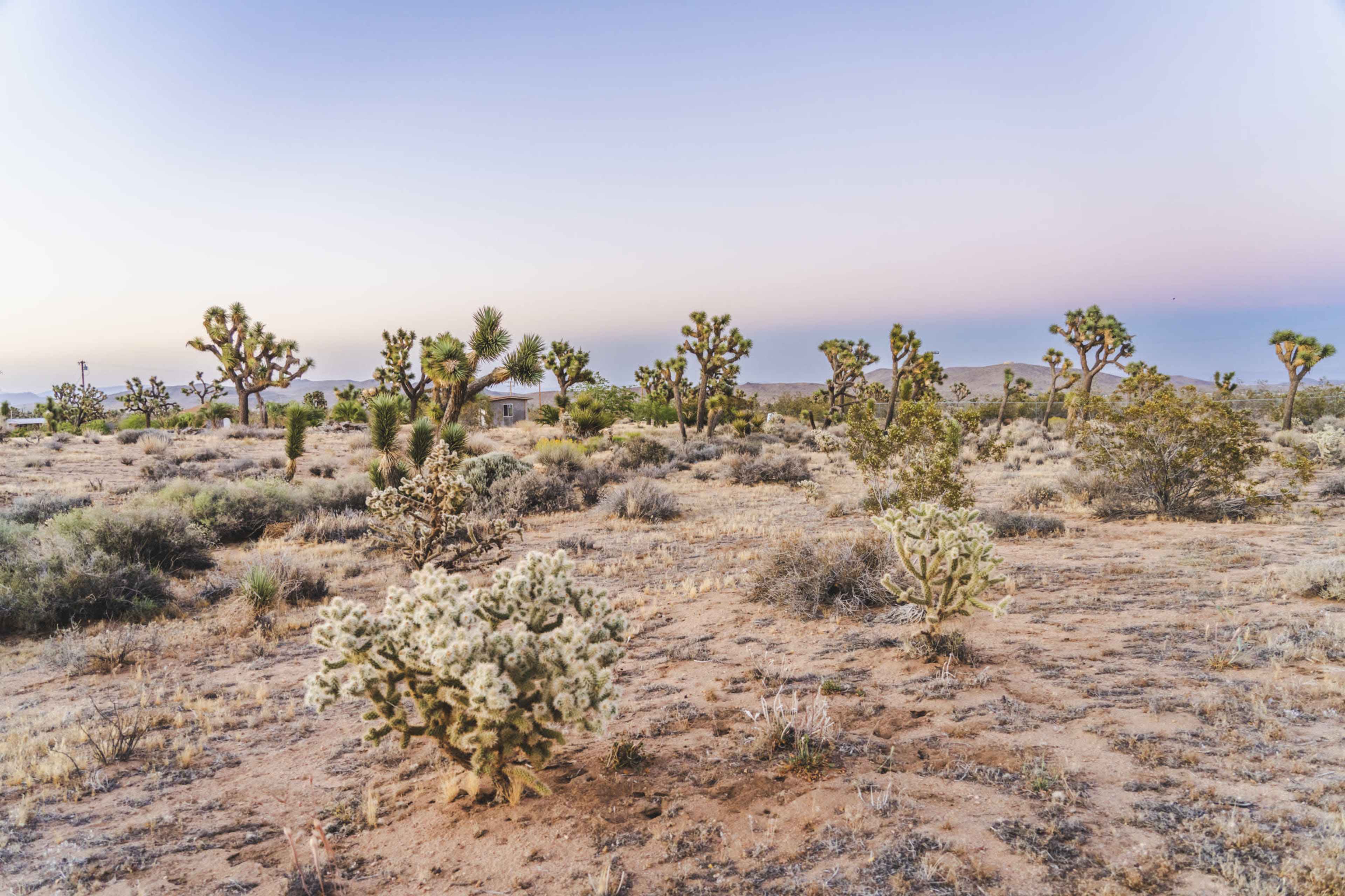The scene shows a desert landscape featuring Joshua trees and cholla cacti under a twilight sky.