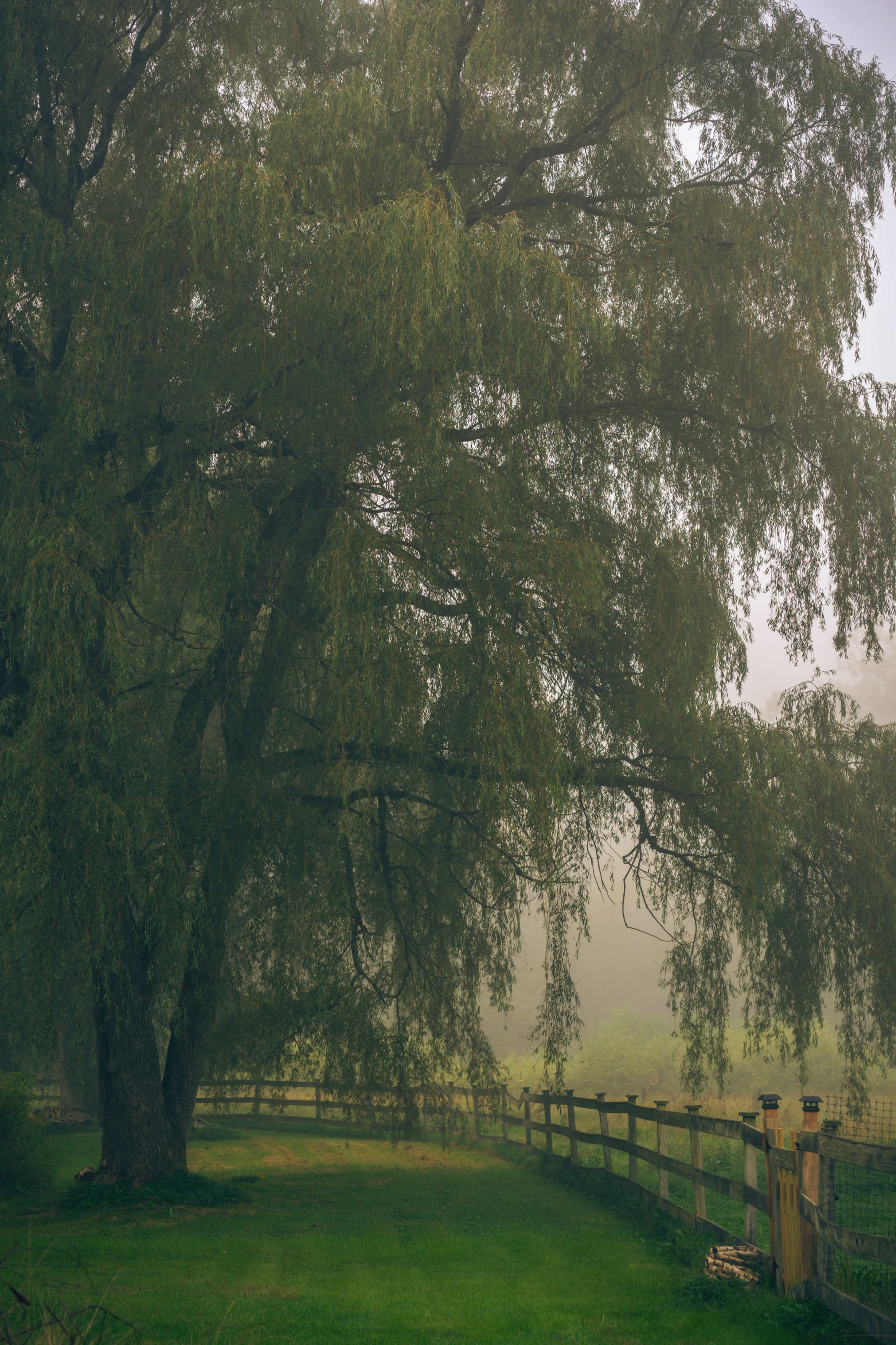 A large tree with hanging branches stands next to a wooden fence in a foggy landscape.