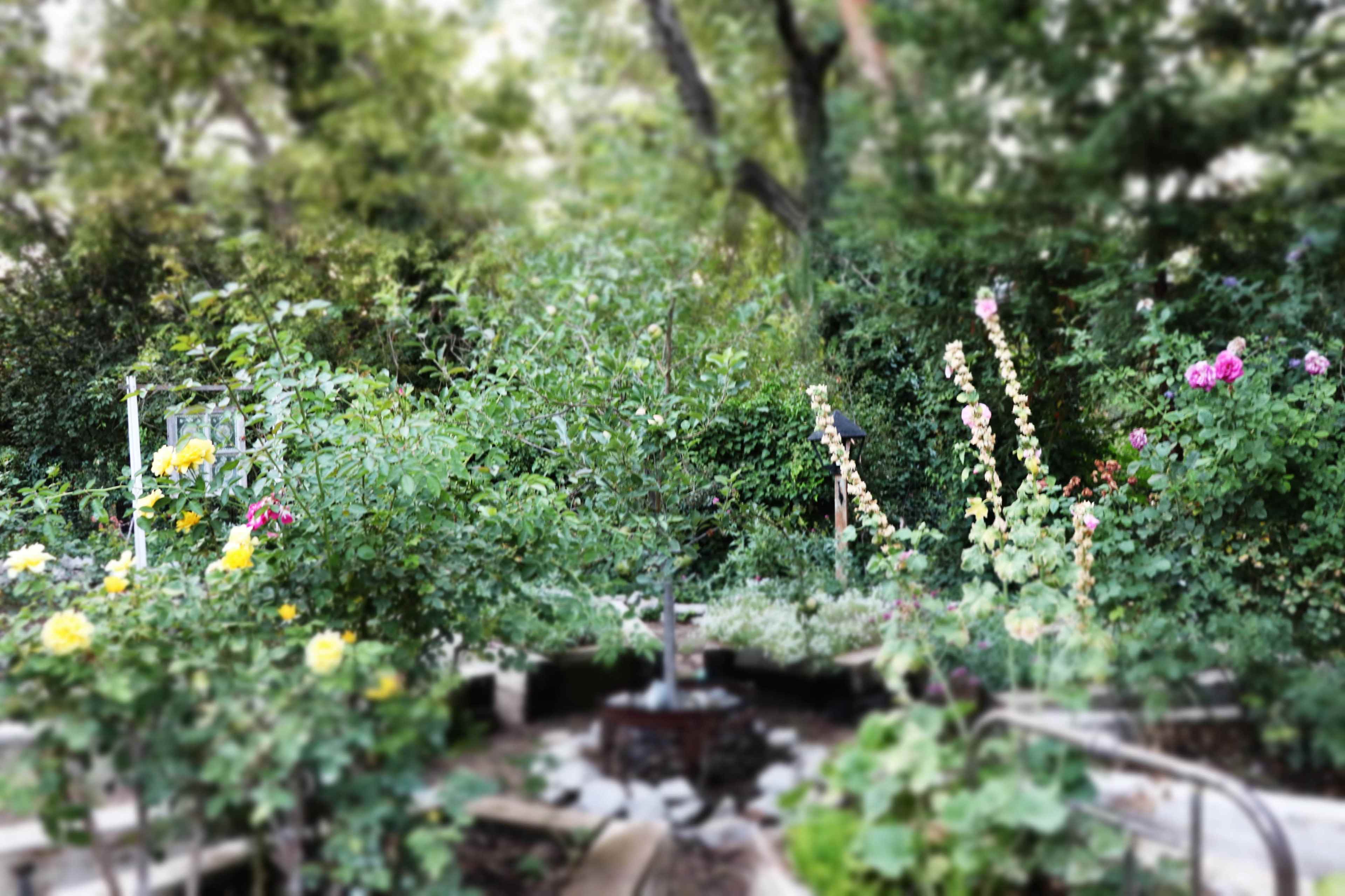 A garden filled with blooming flowers, including roses, surrounding a small tree and stone pathway.