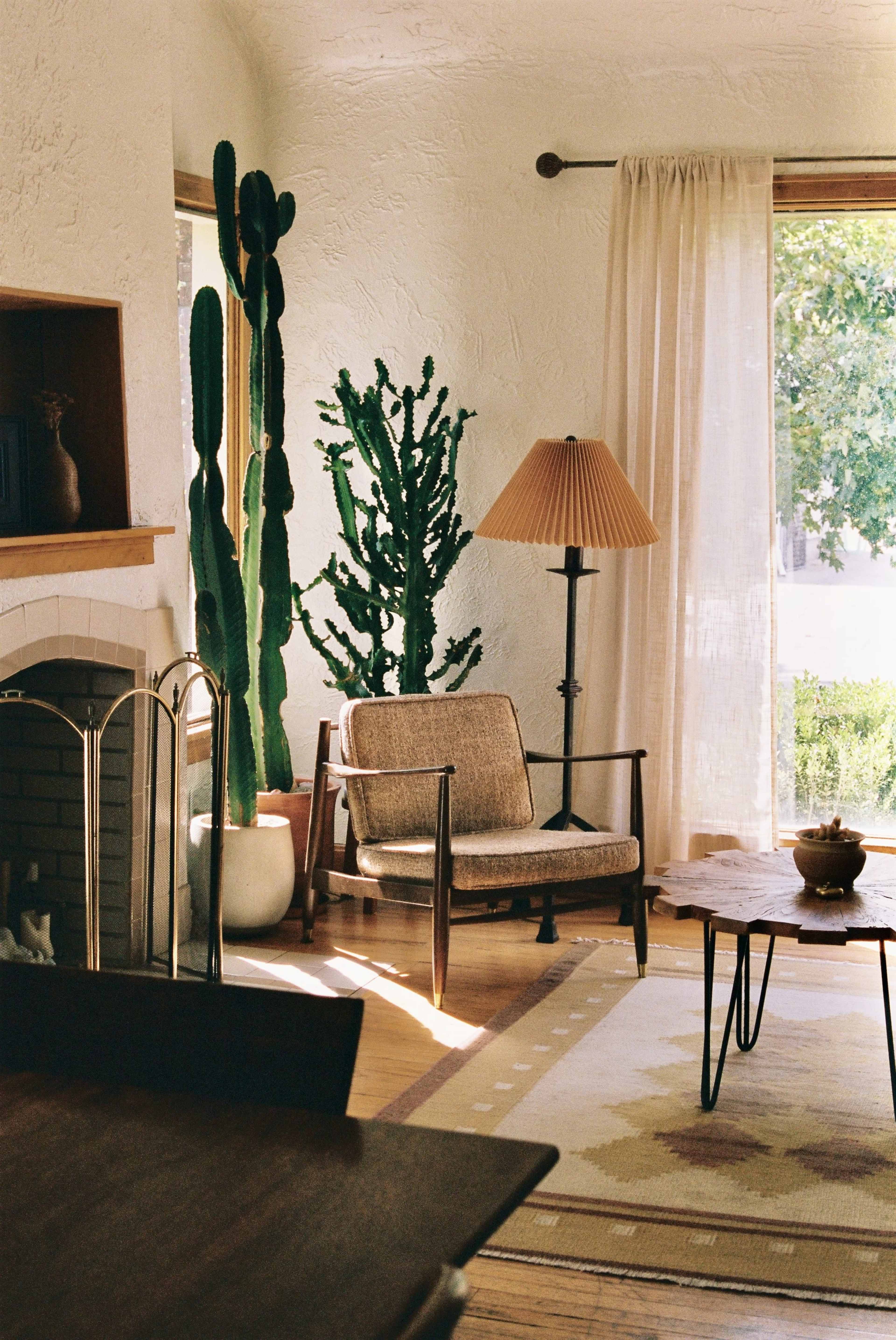 A cozy living room features a mid-century armchair, a floor lamp, large cacti, and a coffee table, with sunlight streaming through sheer curtains.