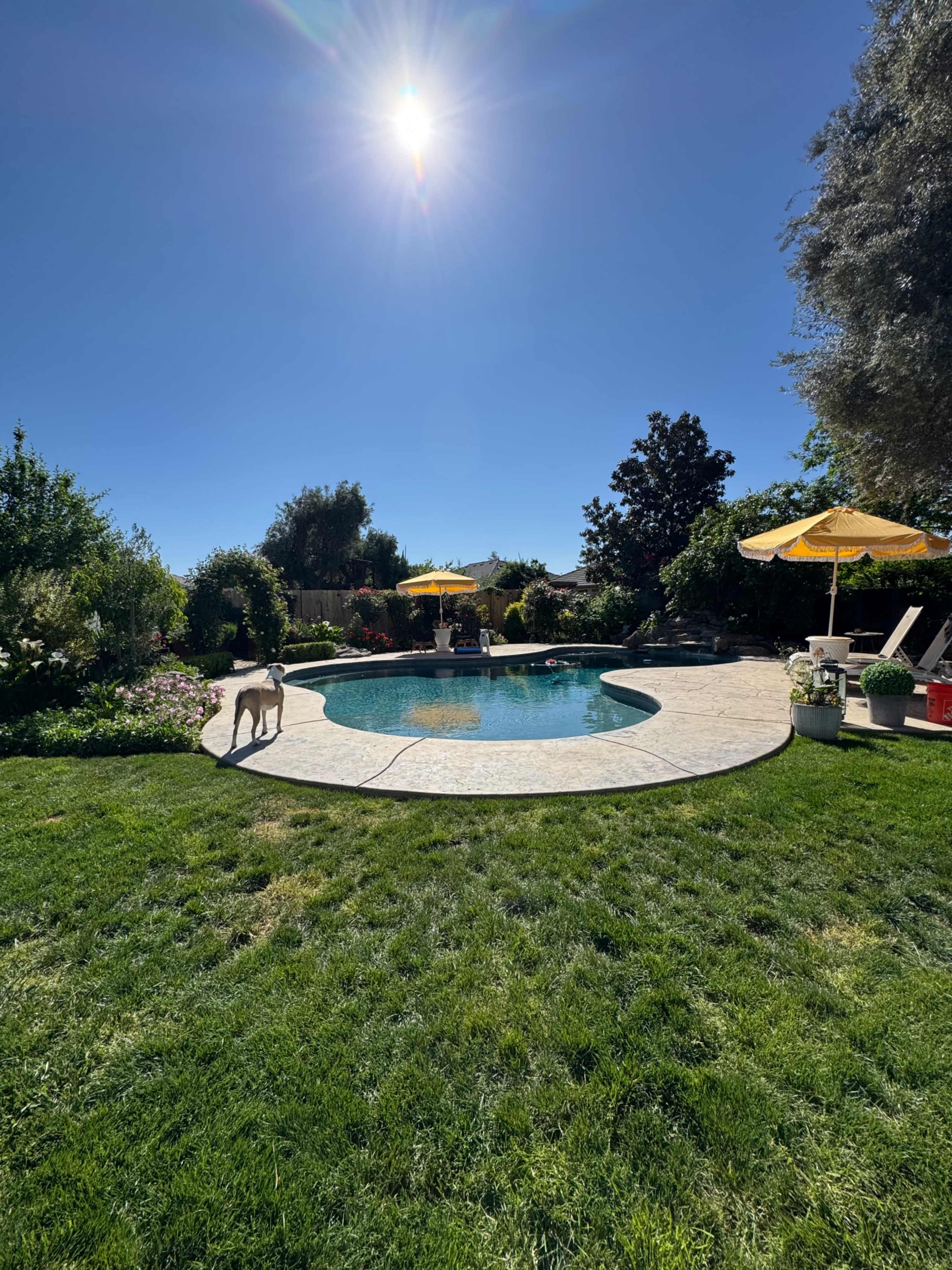 A dog walks on the grass near a swimming pool surrounded by colorful plants and two umbrellas.