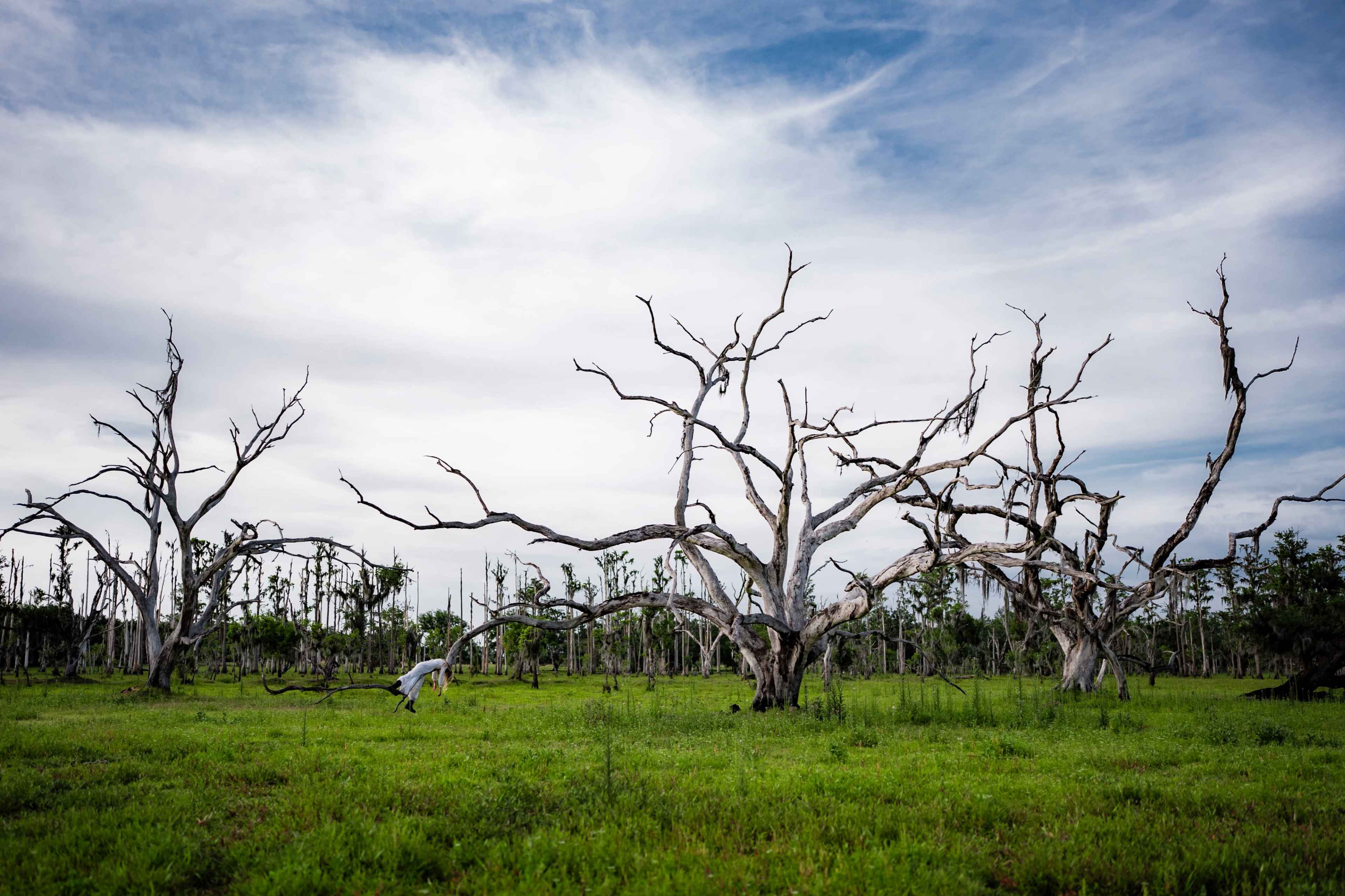 230 acre Untouched Old Florida Landscape Image in , zolfo springs, FL
