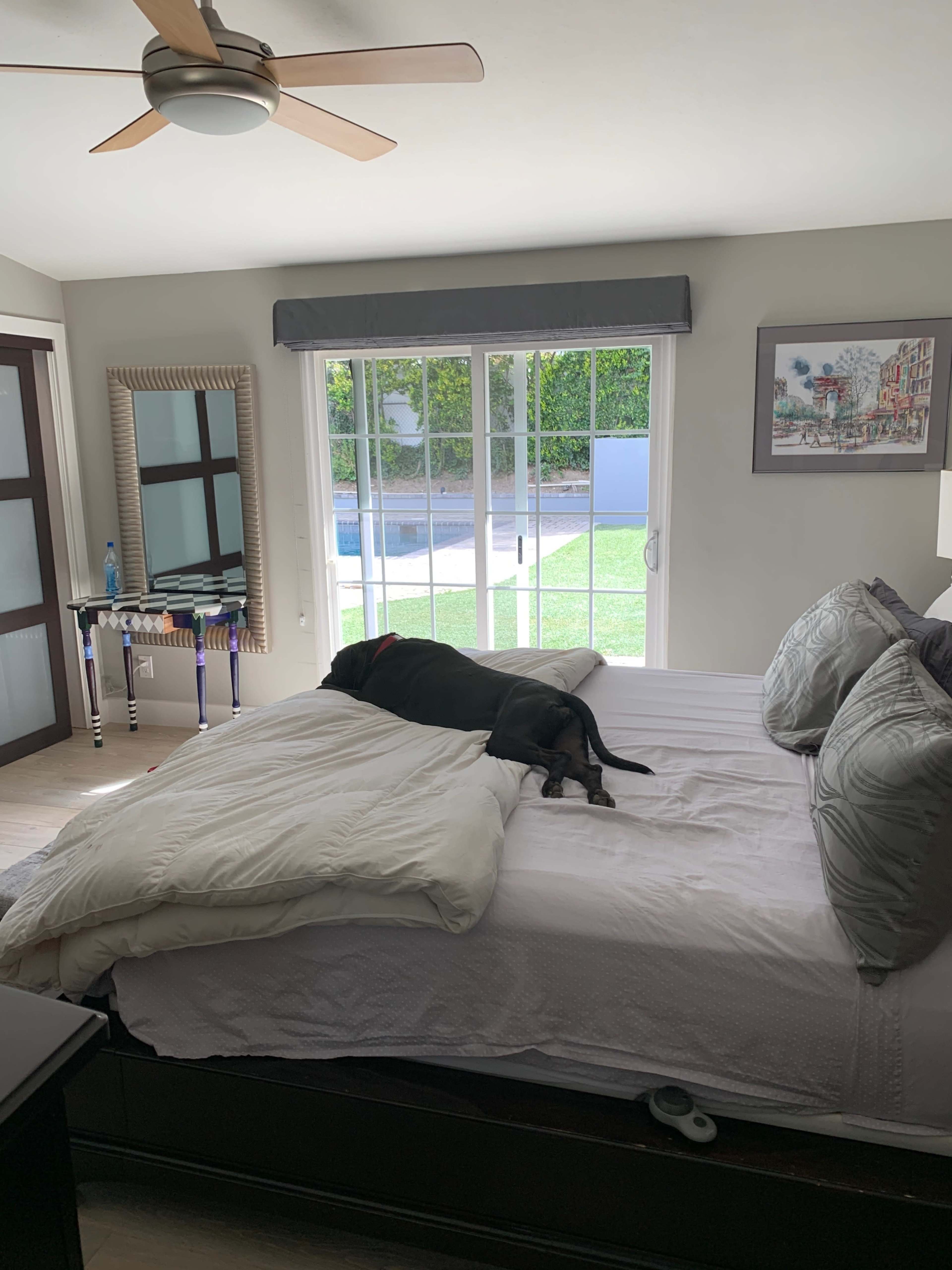 A dog lies on a bed in a well-lit bedroom with a view of a grassy area outside through large windows.