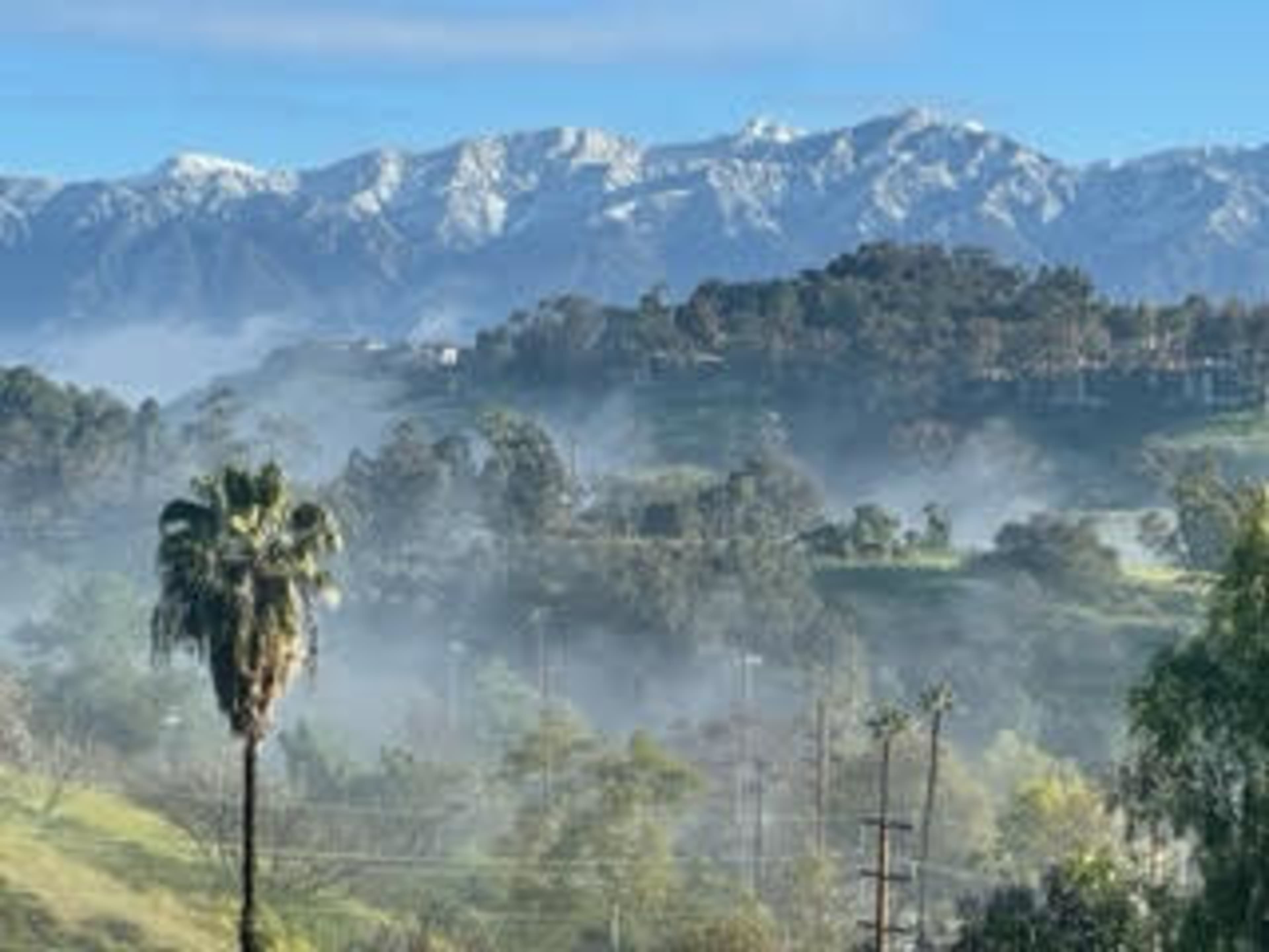 The image shows a misty landscape with palm trees in the foreground and snow-capped mountains in the background.