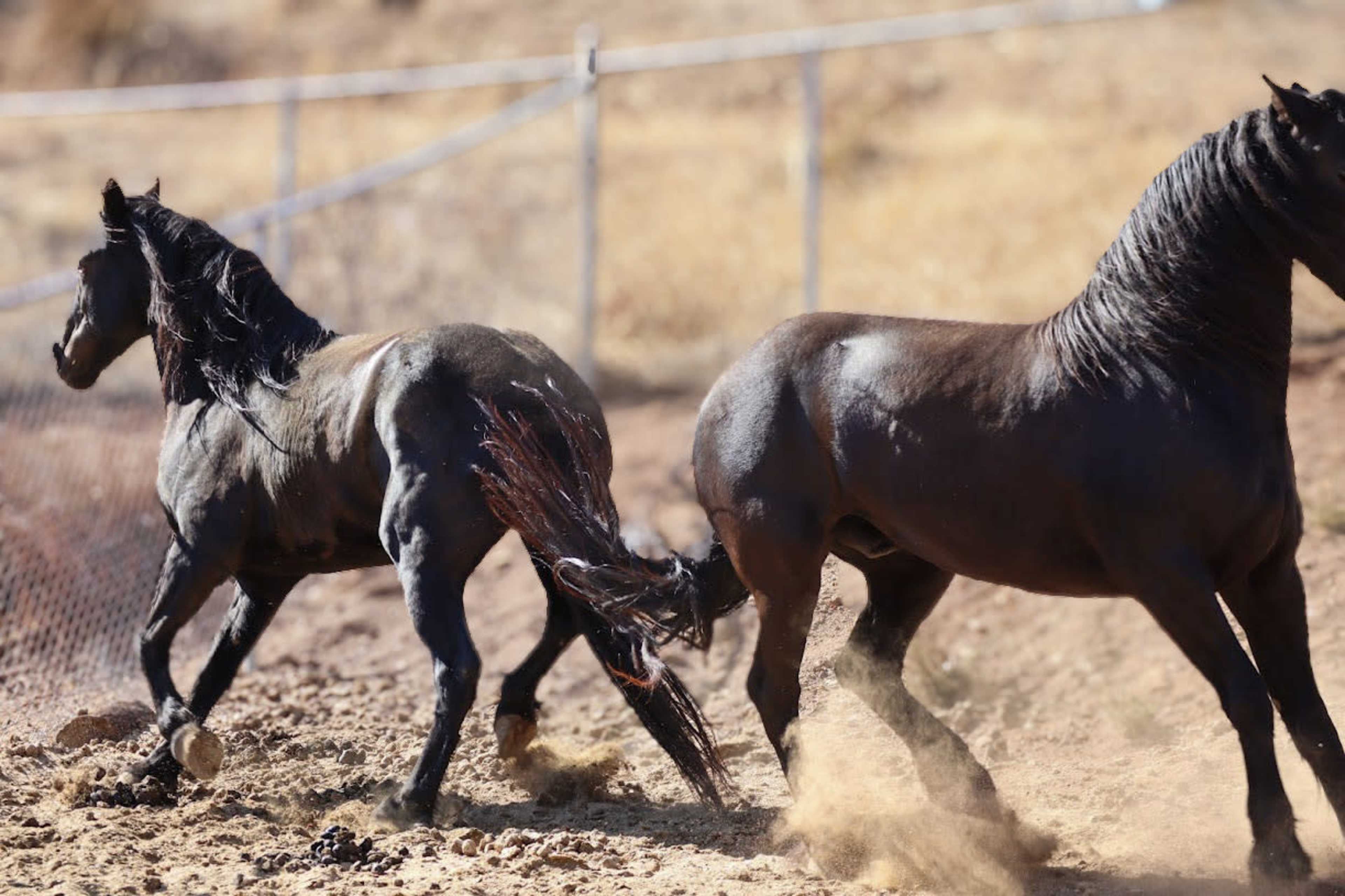 Horse Ranch for Photoshoots- Photography- Portraits Image in Agua Dulce, Santa Clarita, CA