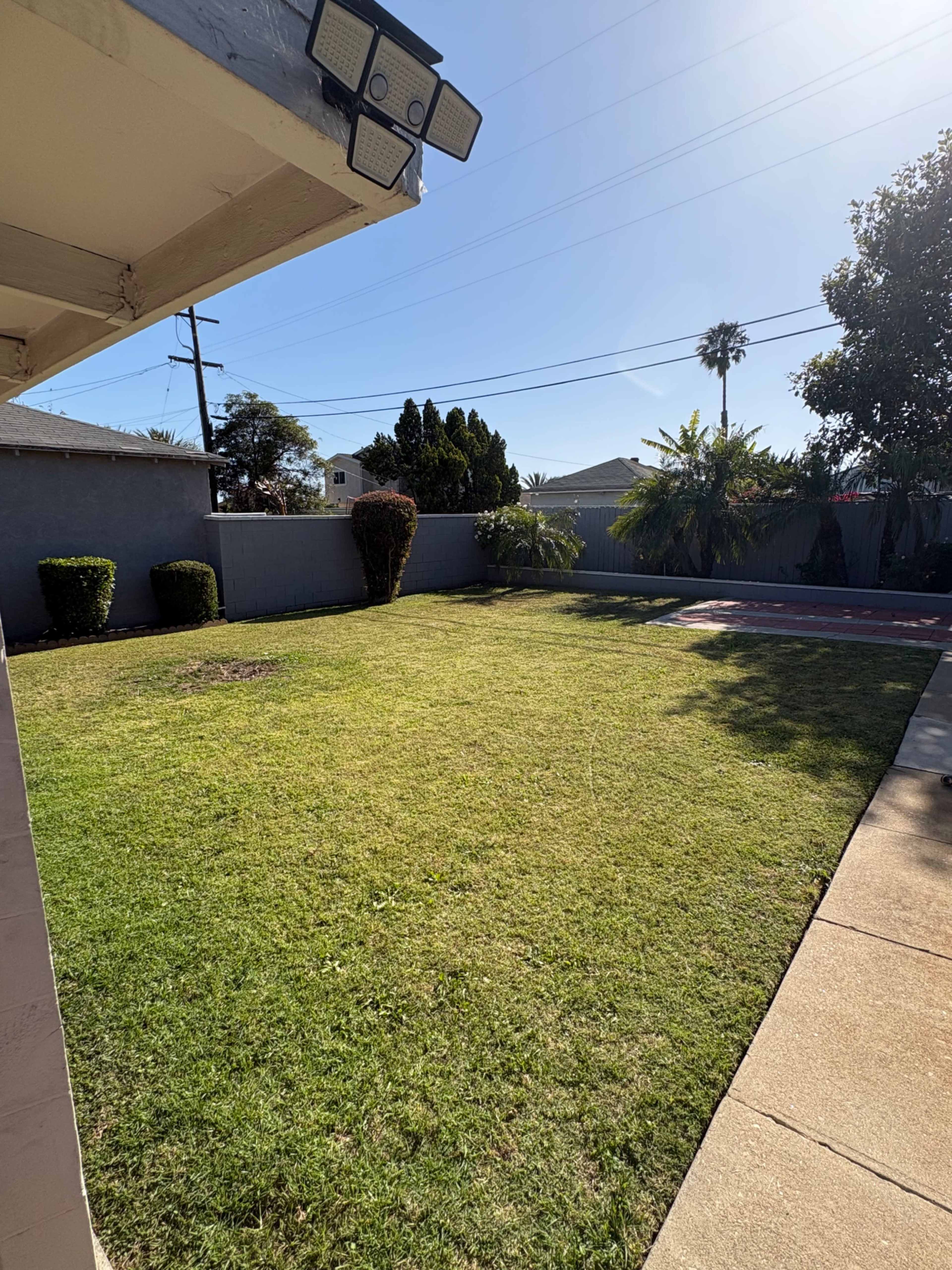 A grassy backyard is captured, featuring a concrete pathway and several shrubs against a clear blue sky.