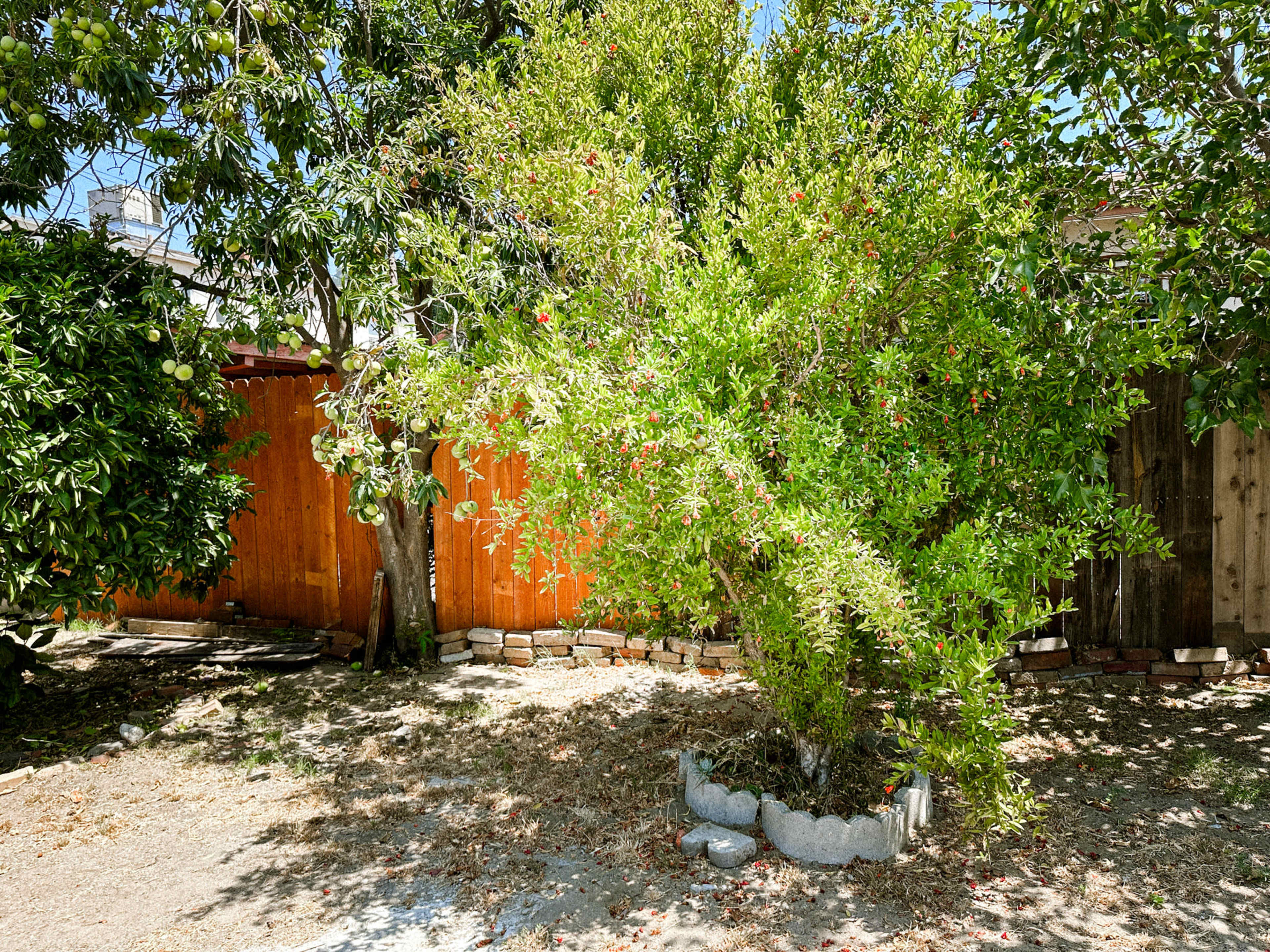 A green tree with red flowers in a backyard surrounded by wooden fences and a patch of dirt.