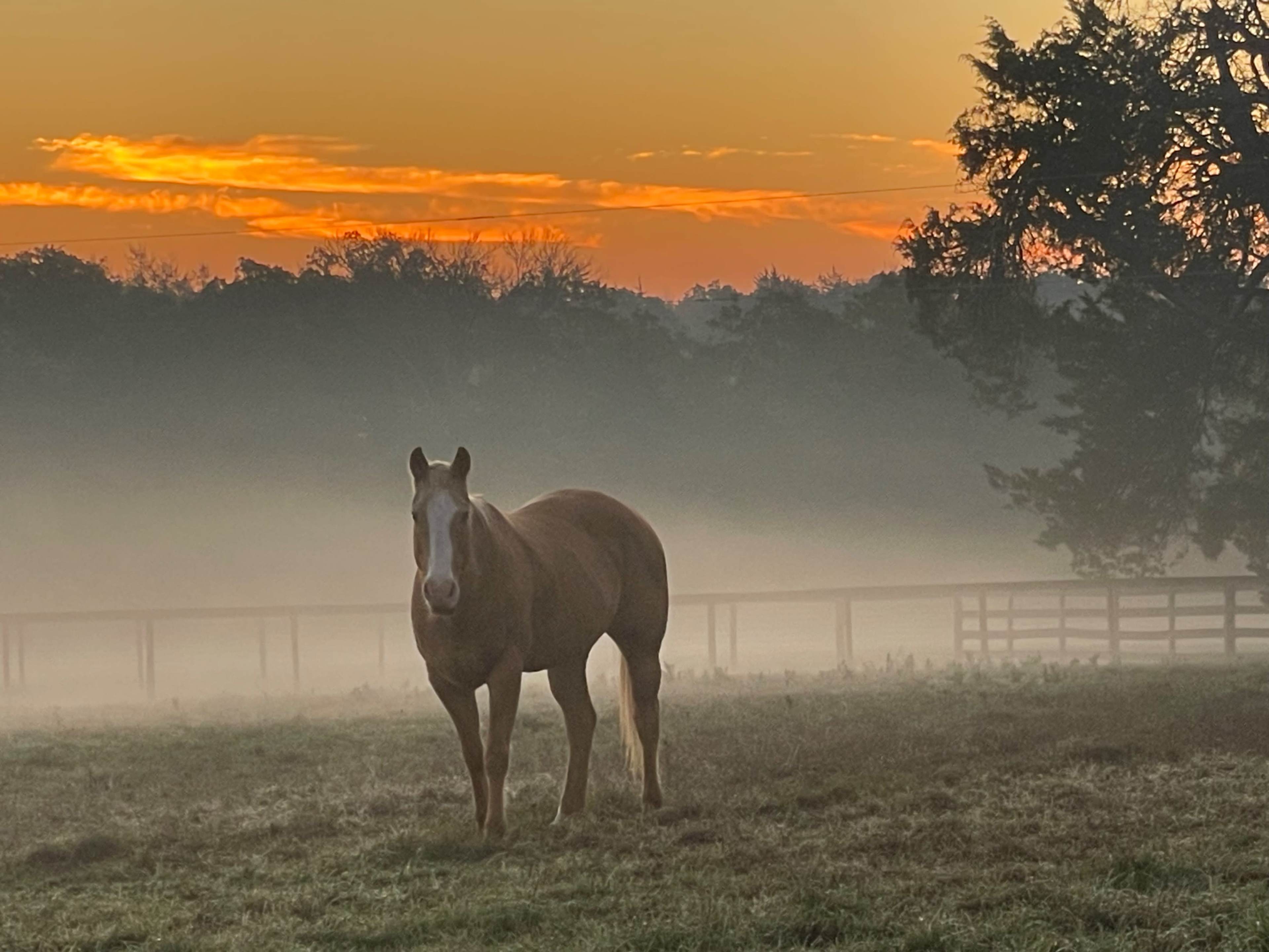 A horse stands in a misty field at sunrise with a colorful sky in the background.