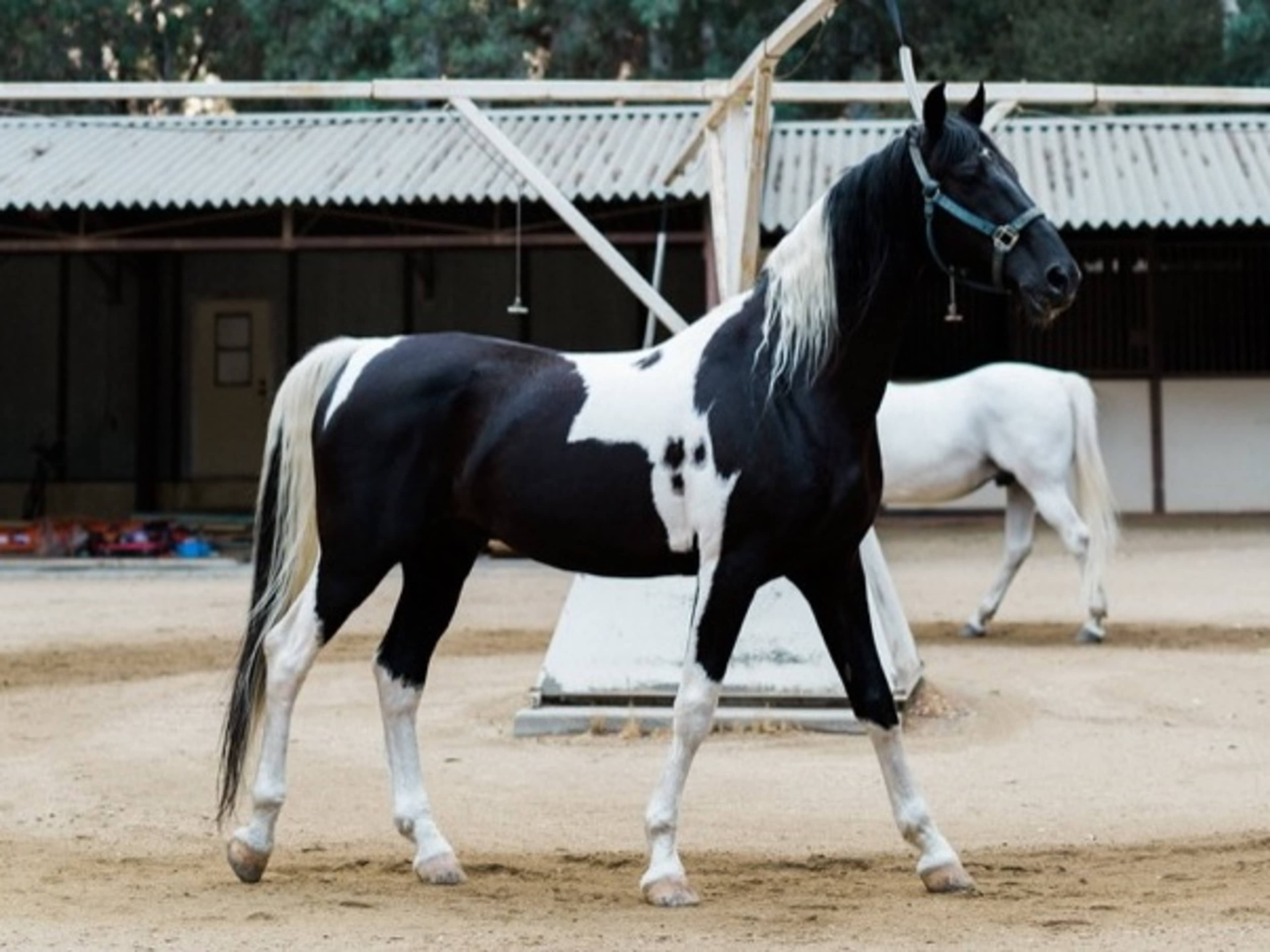  1 Horse Assistant 
