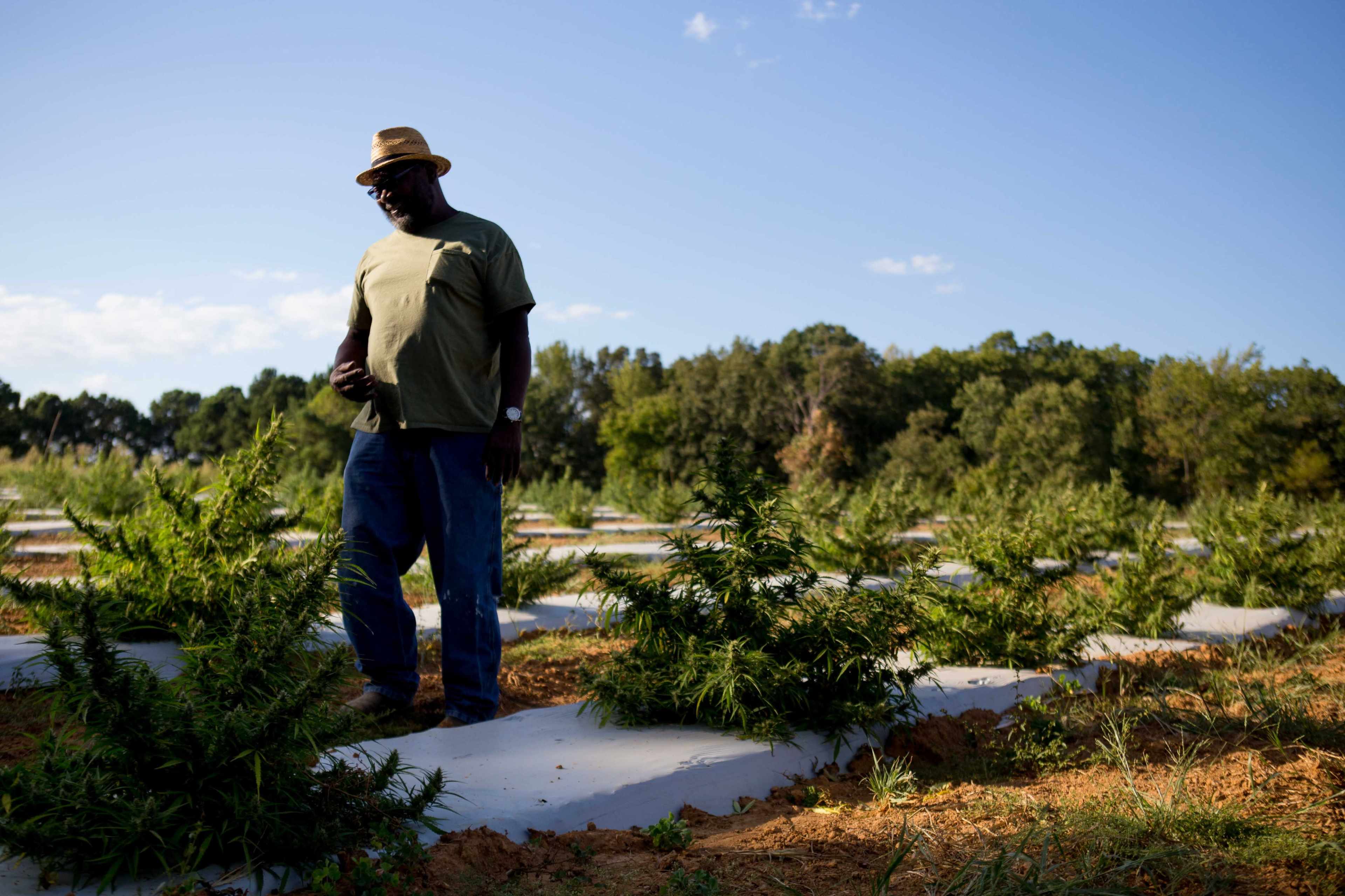 A man wearing a hat stands among rows of cannabis plants on a farm under a blue sky.
