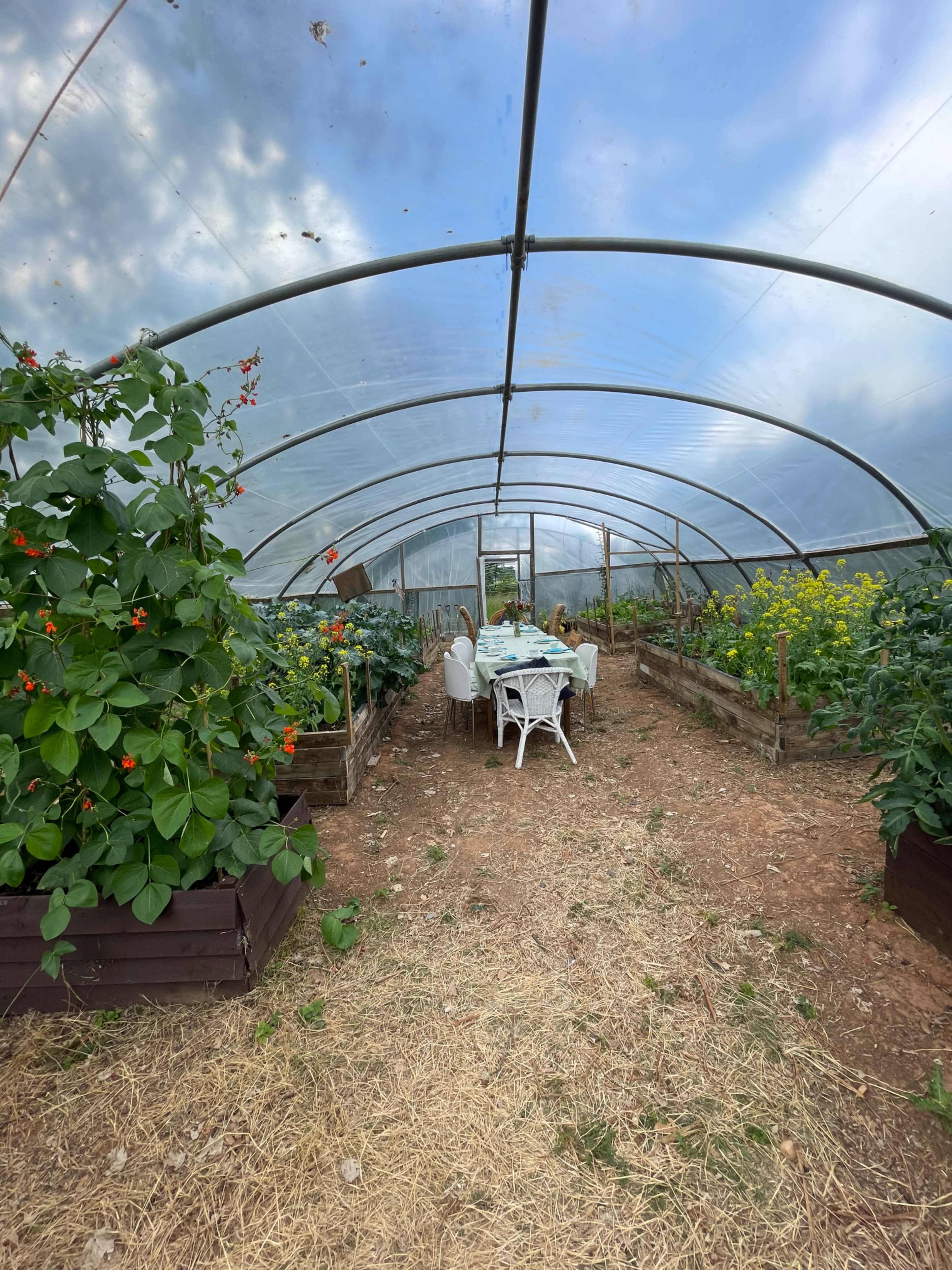 A greenhouse interior features rows of plants alongside a table and chairs in the center.