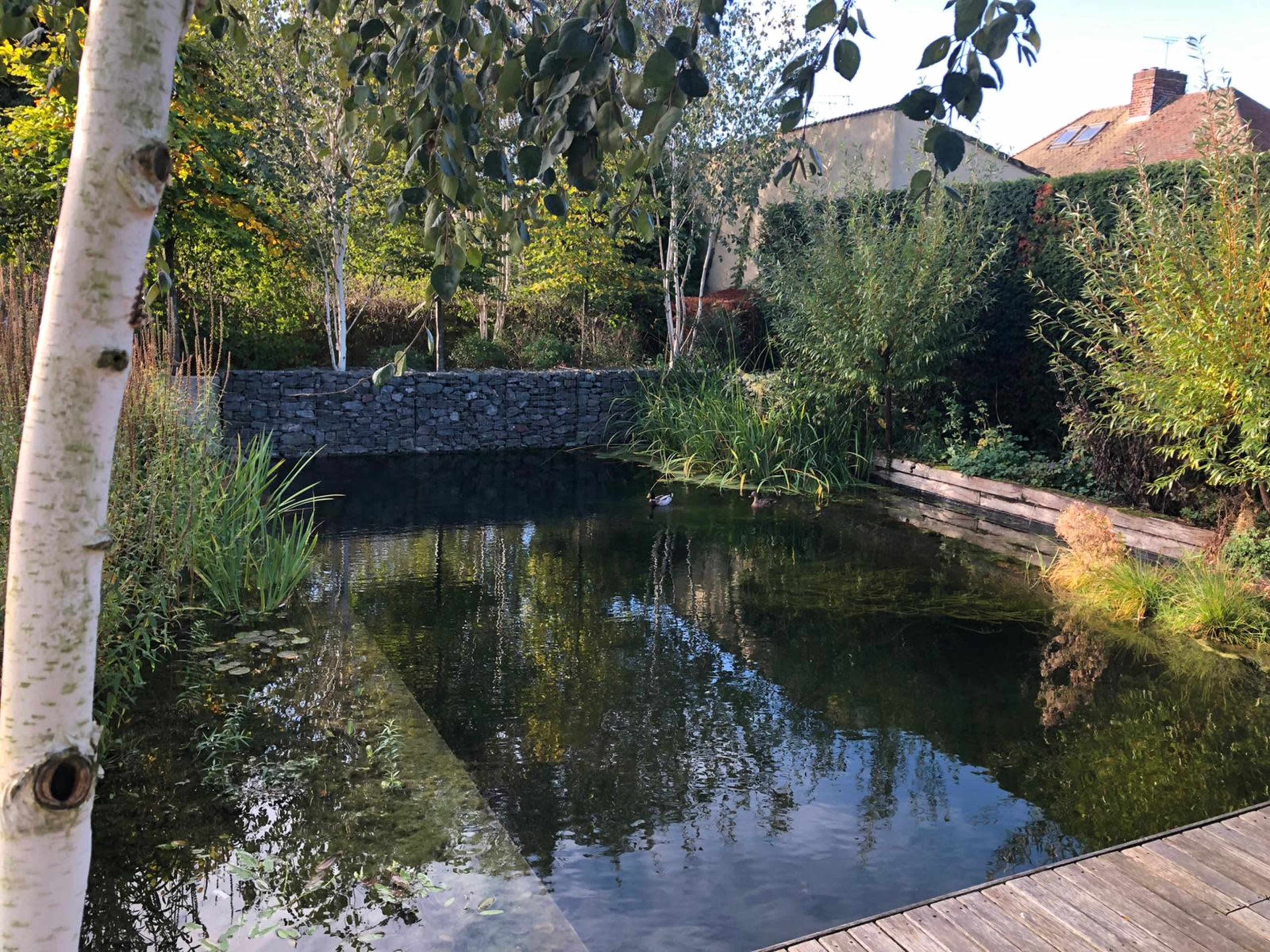 A serene pond surrounded by lush greenery and bordered by wooden decking reflects the clear sky and nearby trees.
