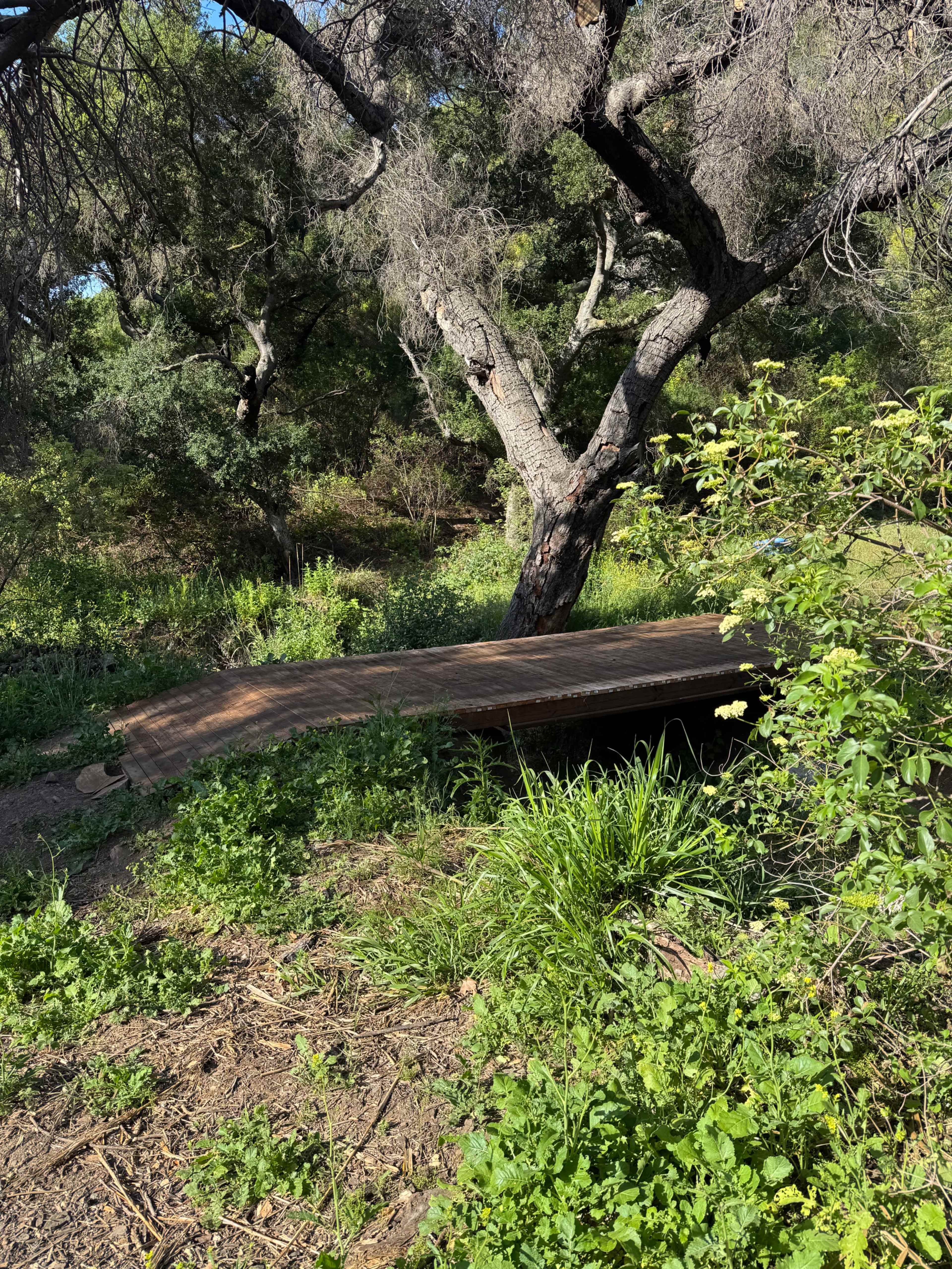 A wooden walkway curves gently through a lush green area surrounded by trees and shrubs.