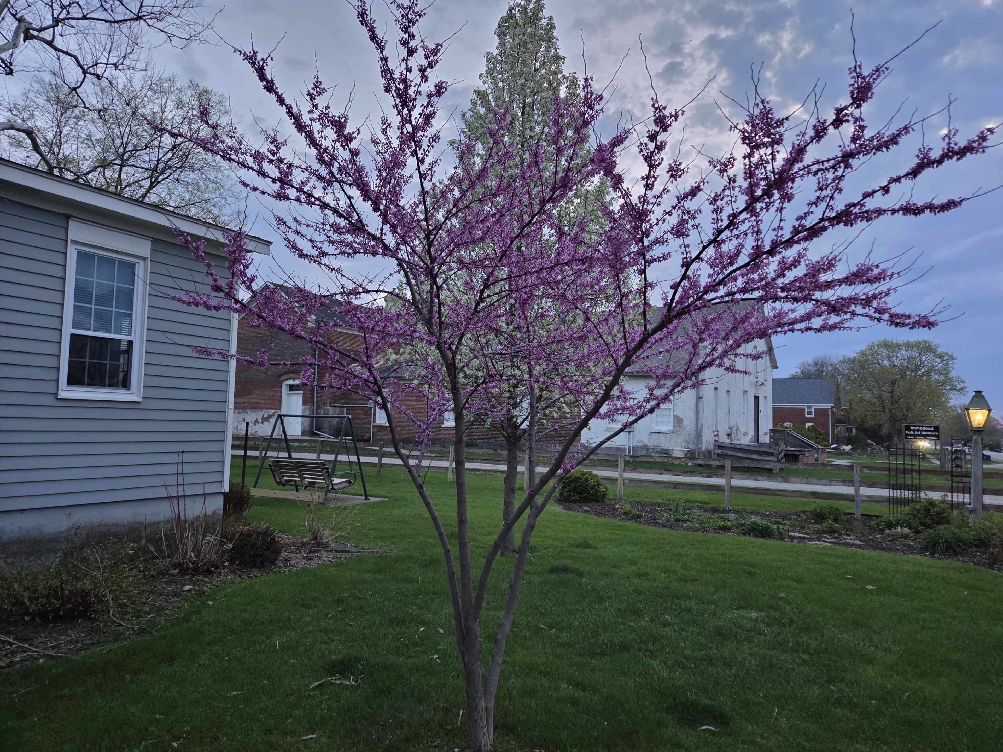 A flowering tree with pink blossoms stands in a green lawn next to a house, under a cloudy sky.
