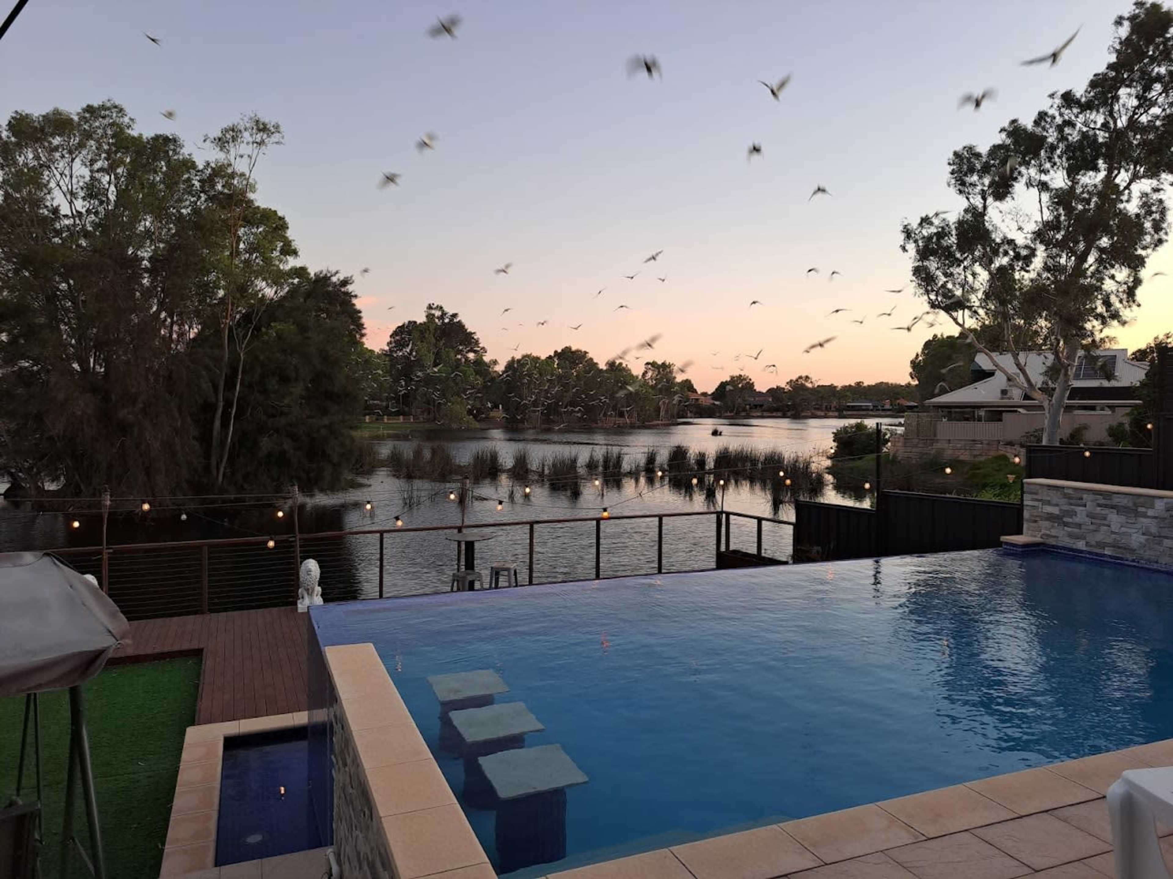 The image shows an infinity pool overlooking a lake surrounded by trees and residential buildings at sunset, with birds flying in the sky.