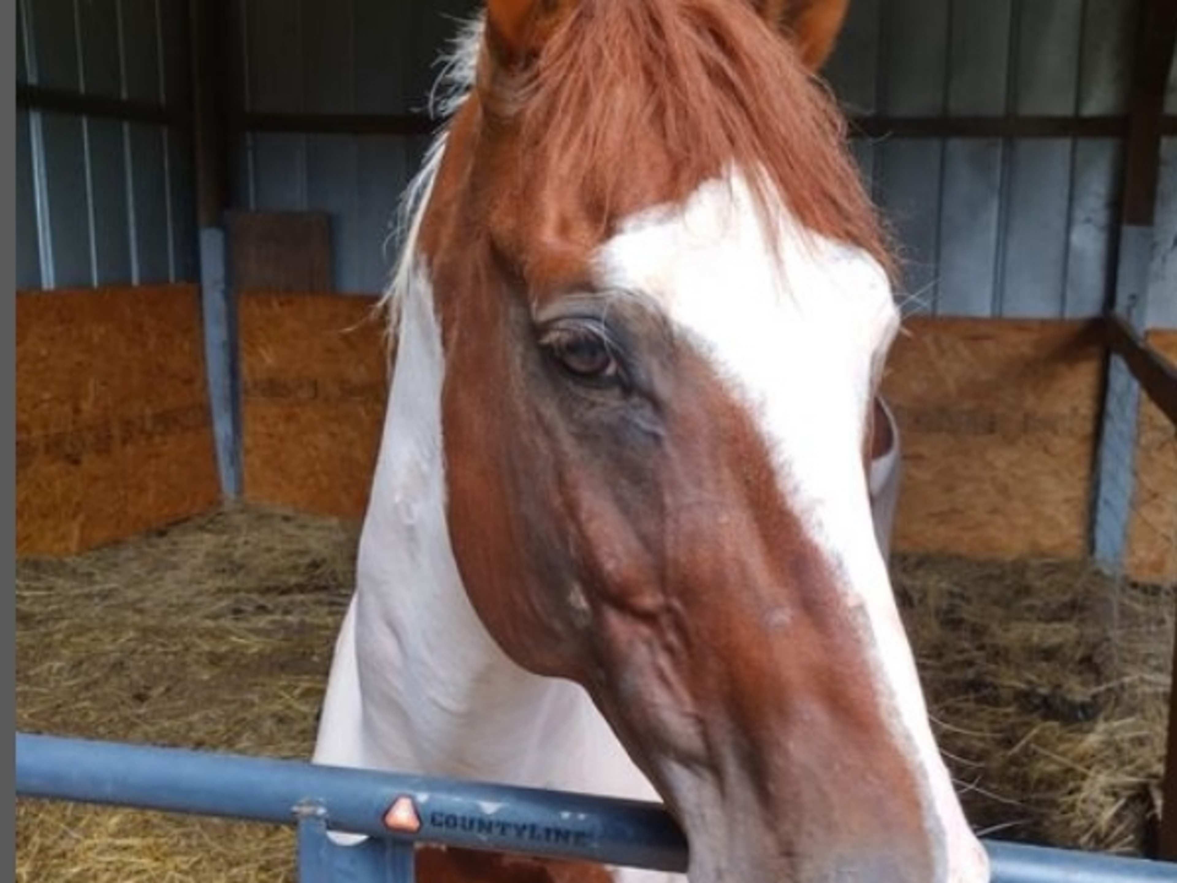 Horses at your event