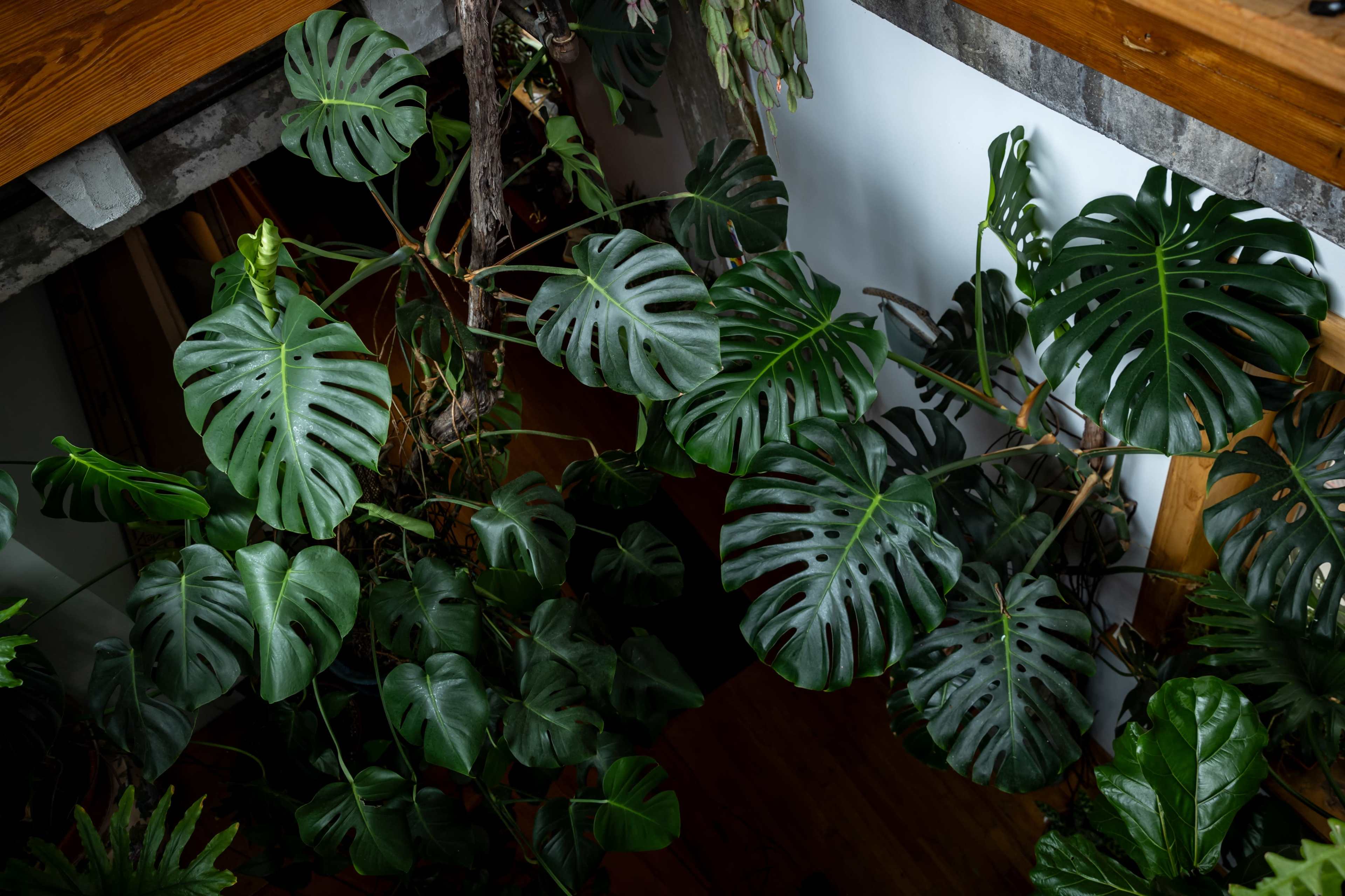 A variety of large green leaves from Monstera plants are visible, arranged among other indoor plants in a well-lit space.