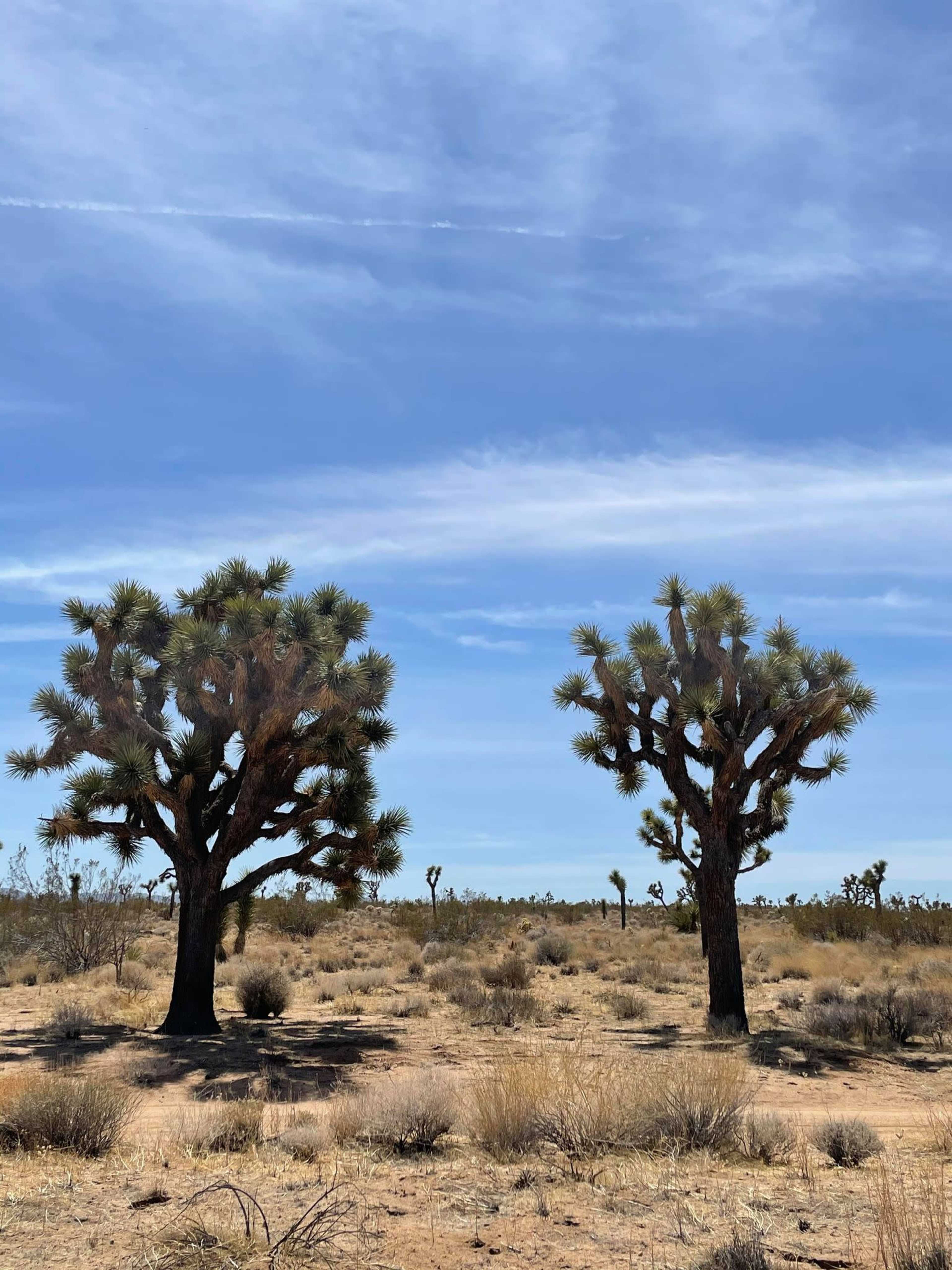 Two Joshua trees stand in a desert landscape under a blue sky with scattered clouds.