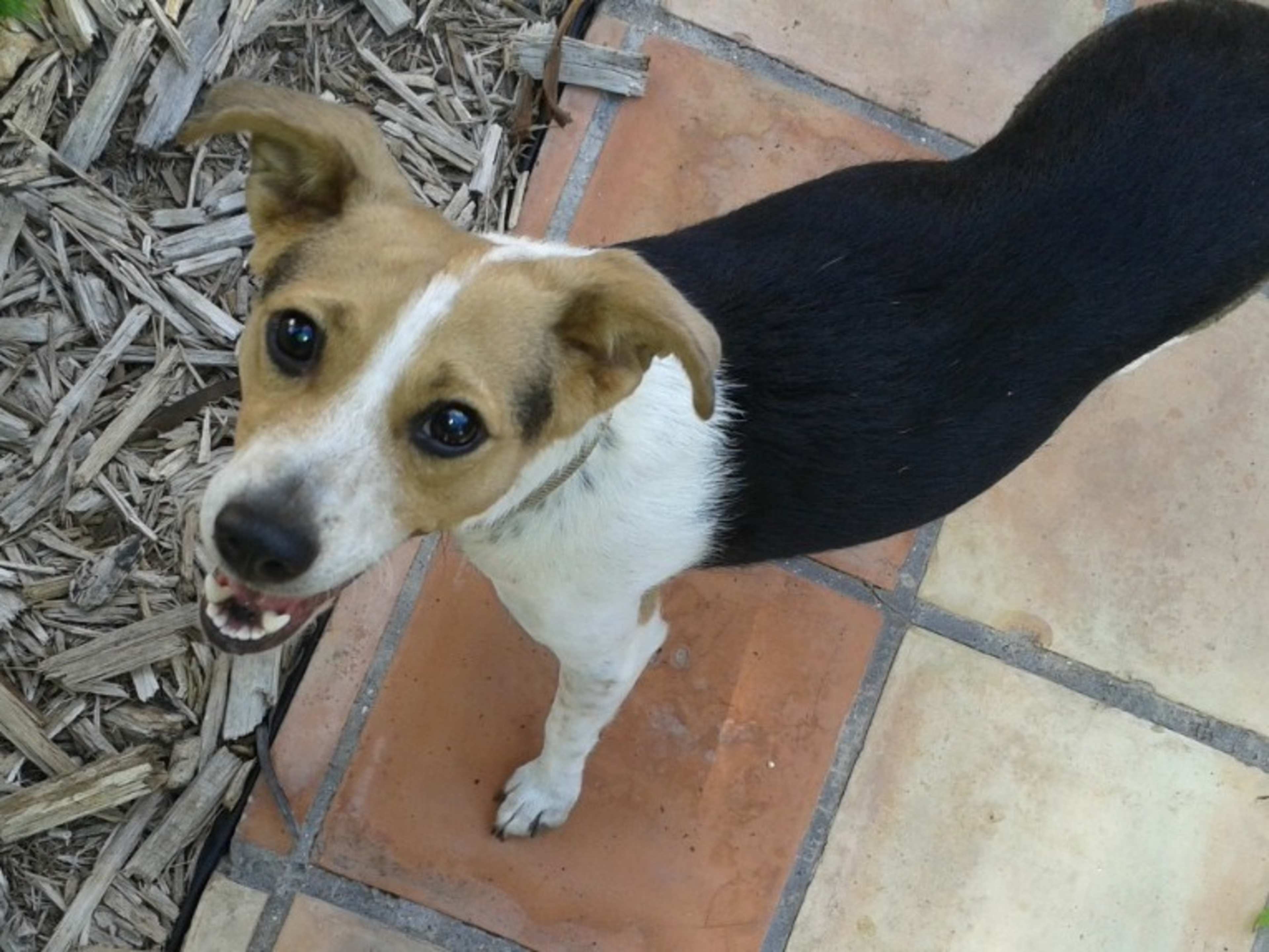 Lucy the Beagle Dog