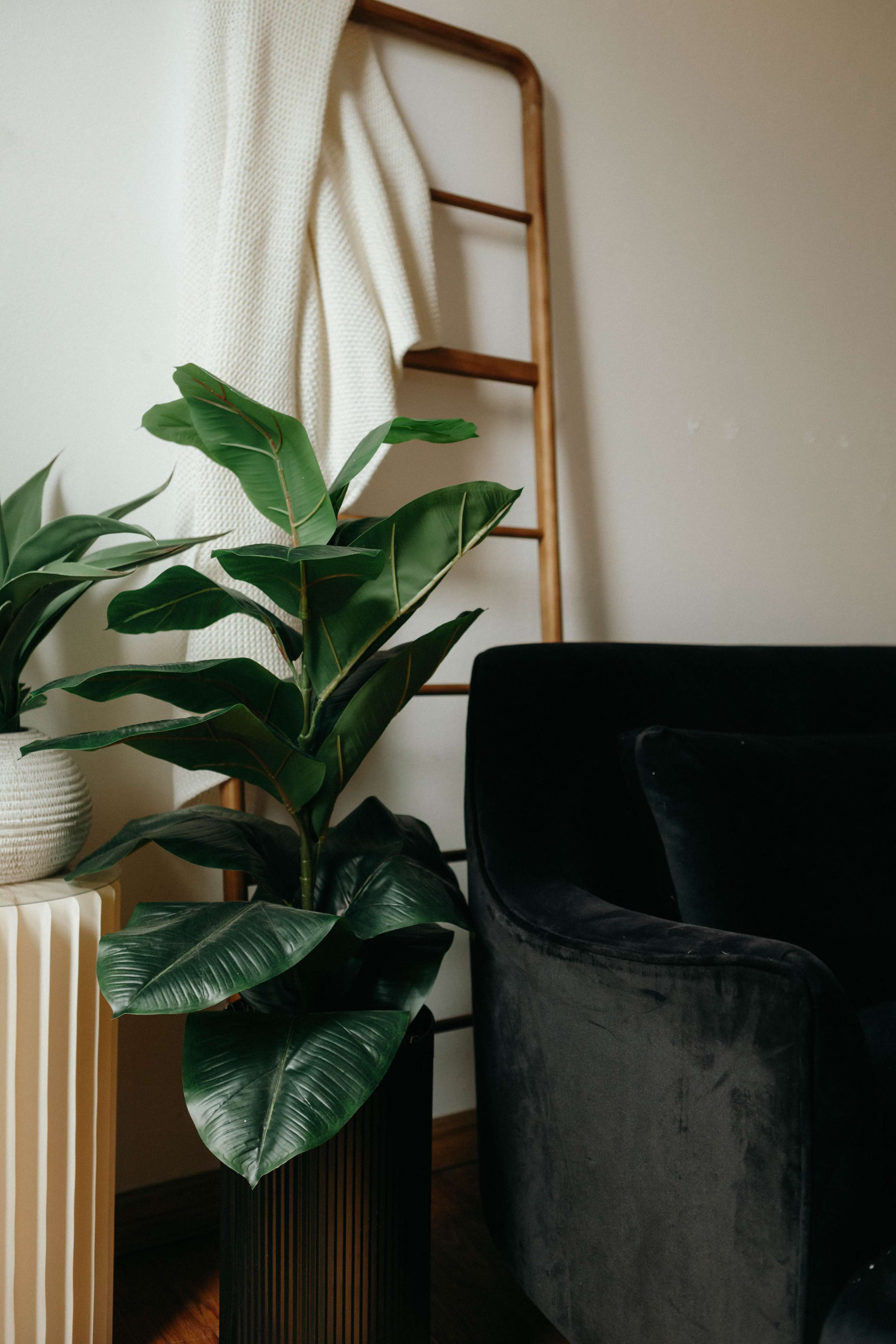 A potted plant stands beside a black velvet couch, with a wooden ladder draped in a white textile in the background.