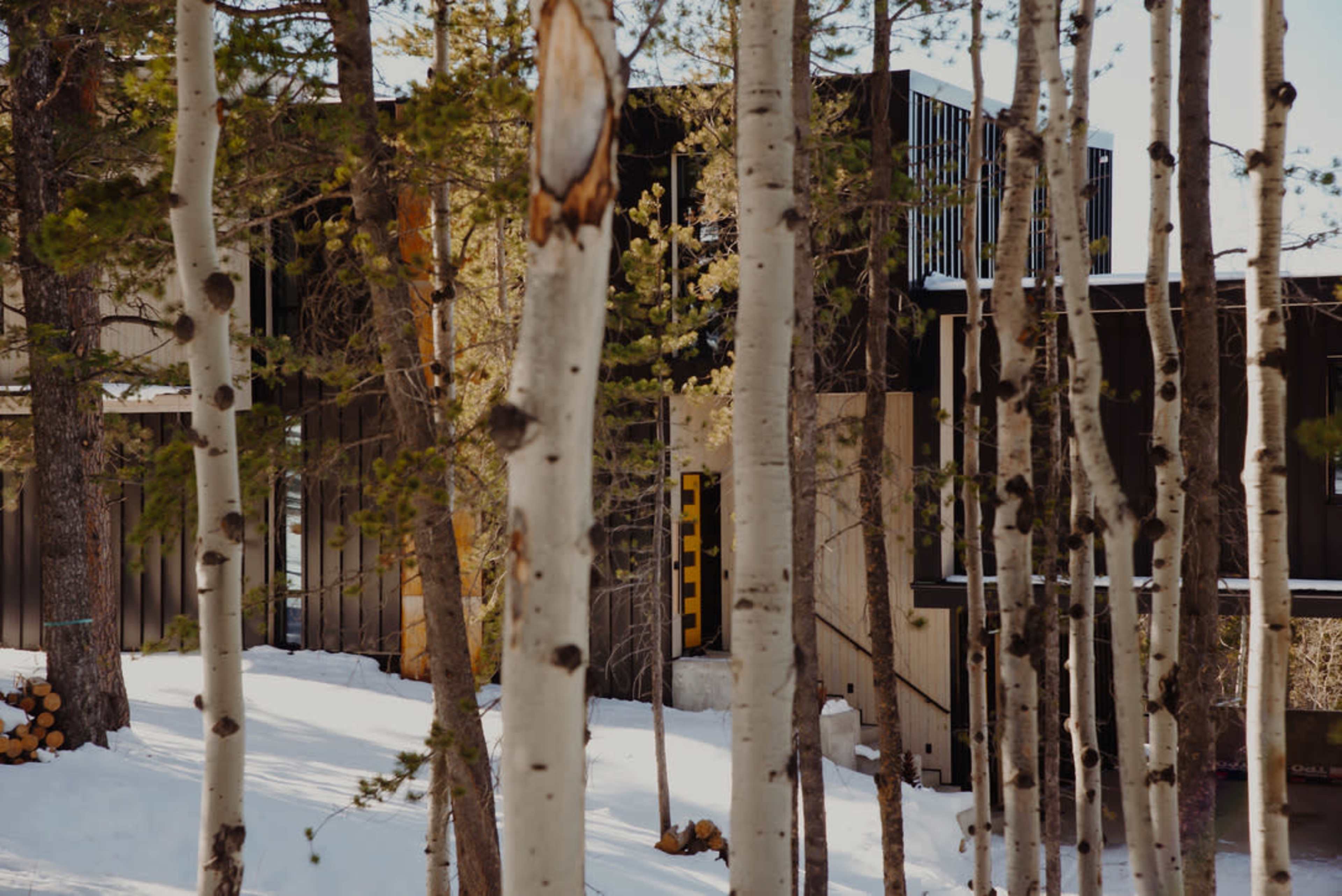 A modern building is partially obscured by birch trees in a snow-covered landscape.