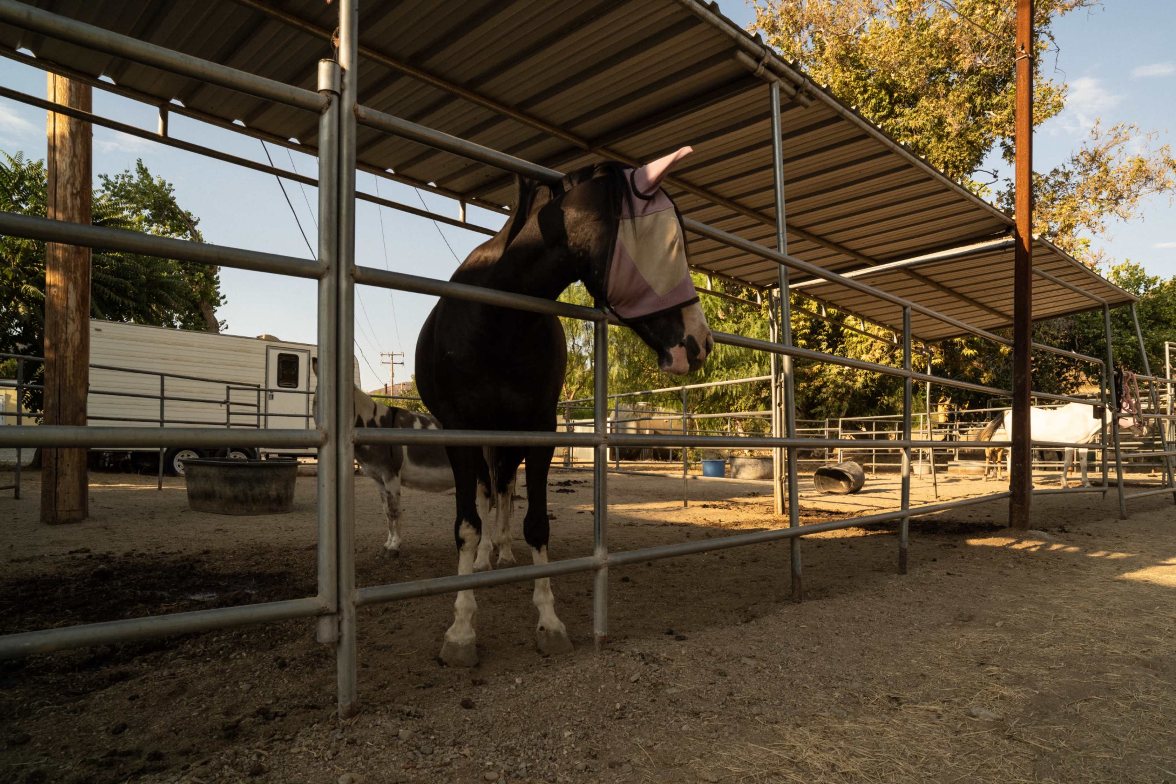 A black and white horse stands inside a shaded enclosure, wearing a fly mask, with a gravel ground and other horses in the background.