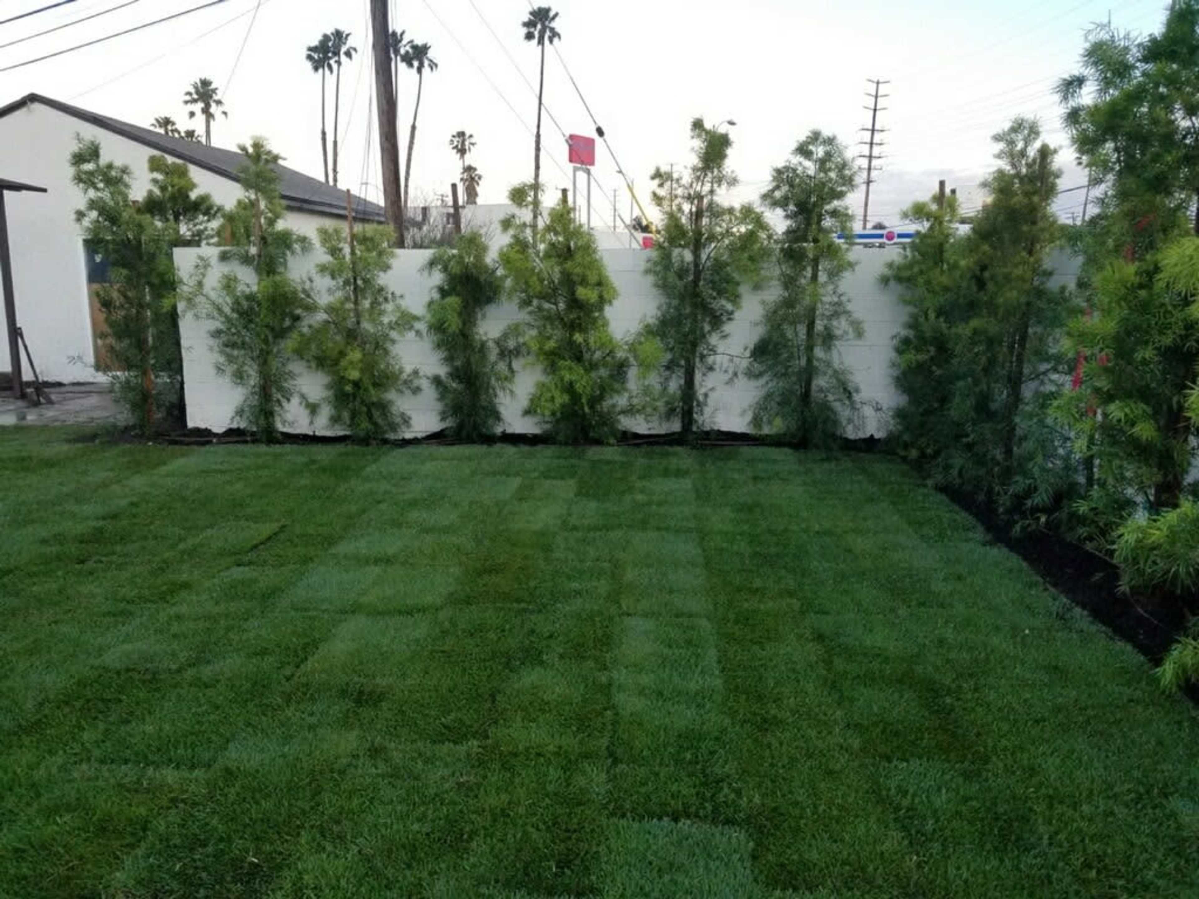 A grassy yard bordered by a white wall and lined with tall, green shrubs.