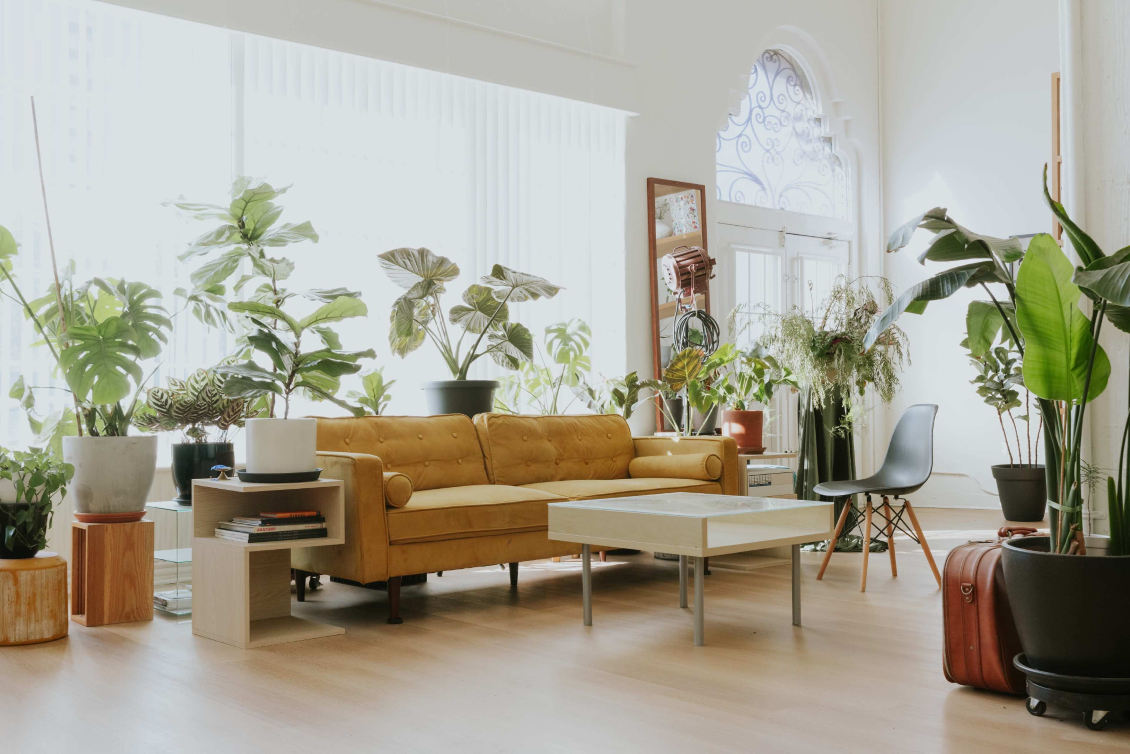 The image shows a bright living room filled with various indoor plants, featuring a yellow sofa, a coffee table, and a mixture of furniture and decorations.