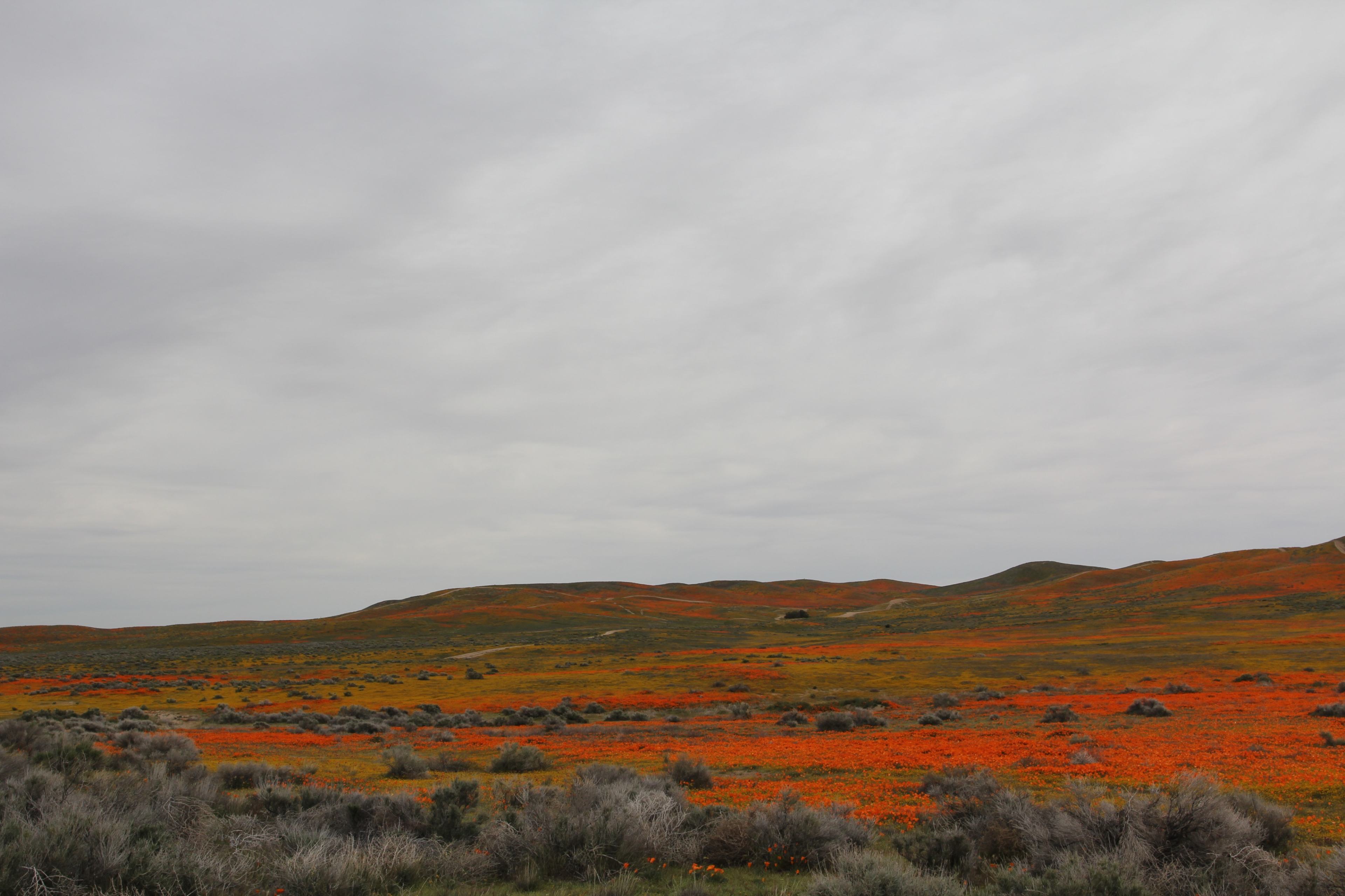 A vast landscape features rolling hills covered in vibrant orange wildflowers under a gray sky.