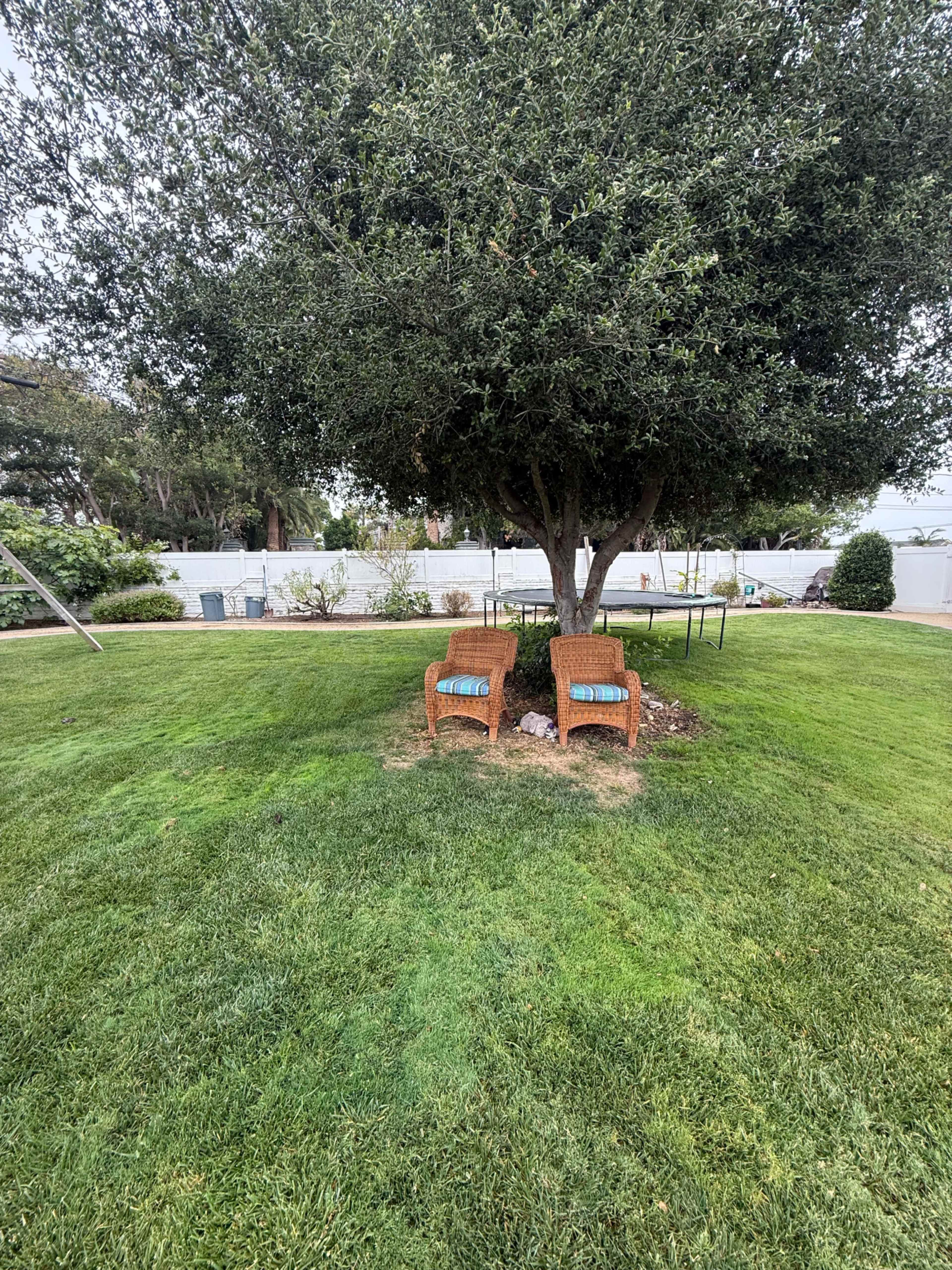 Two wicker chairs with cushions are placed beside a tree in a grassy yard.