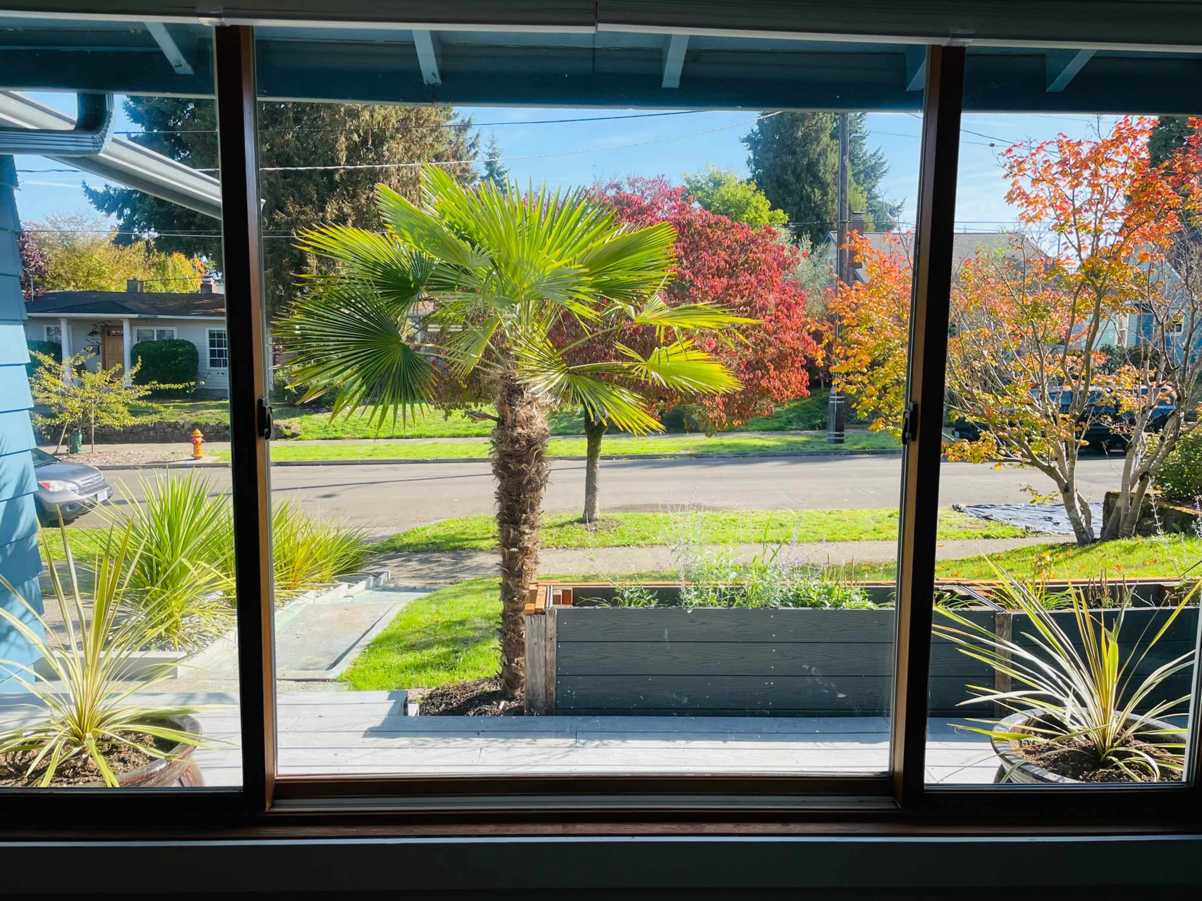 A view through a window featuring a palm tree and colorful foliage in the foreground, with a street visible beyond.