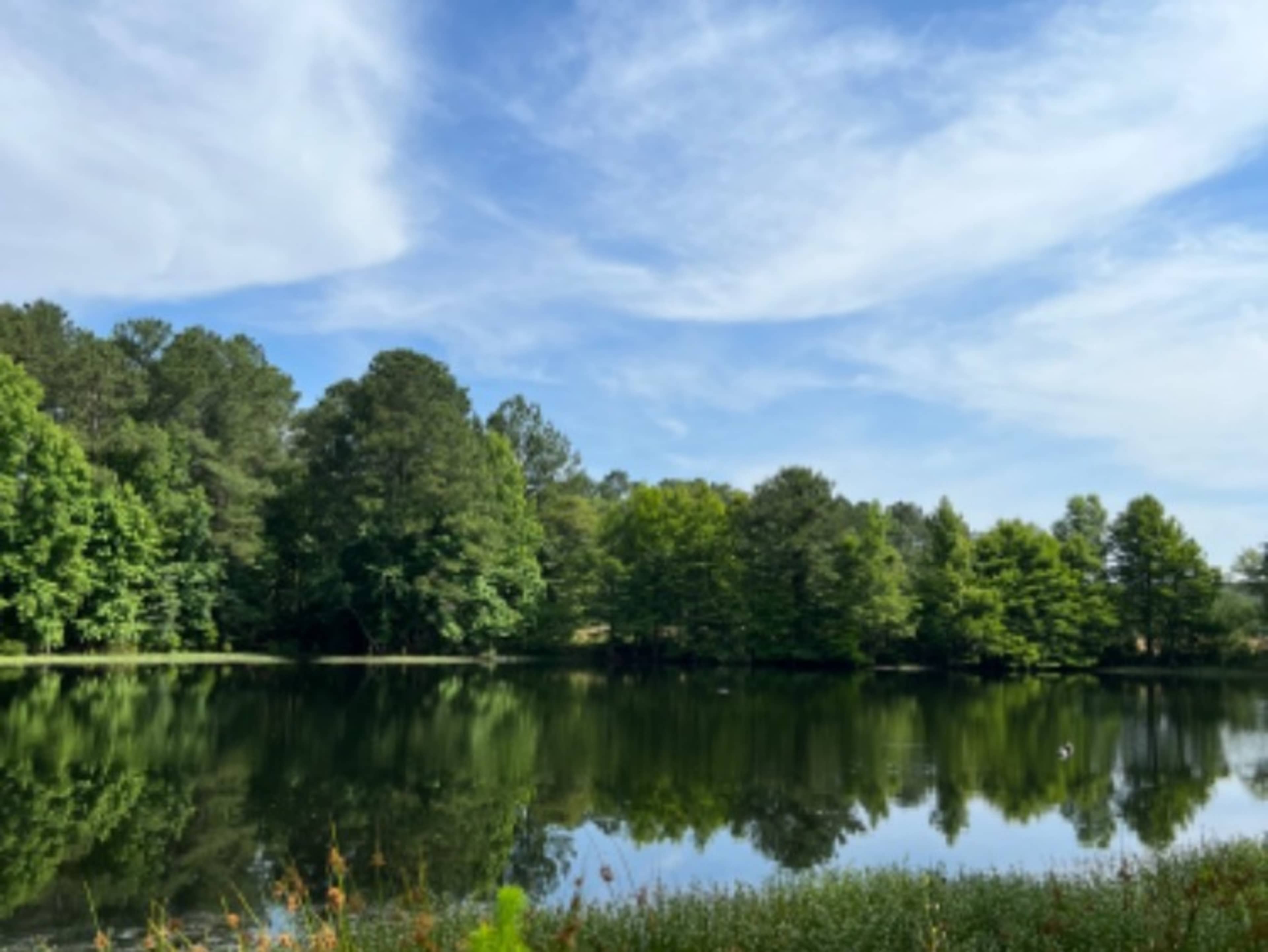 Beautiful Pond