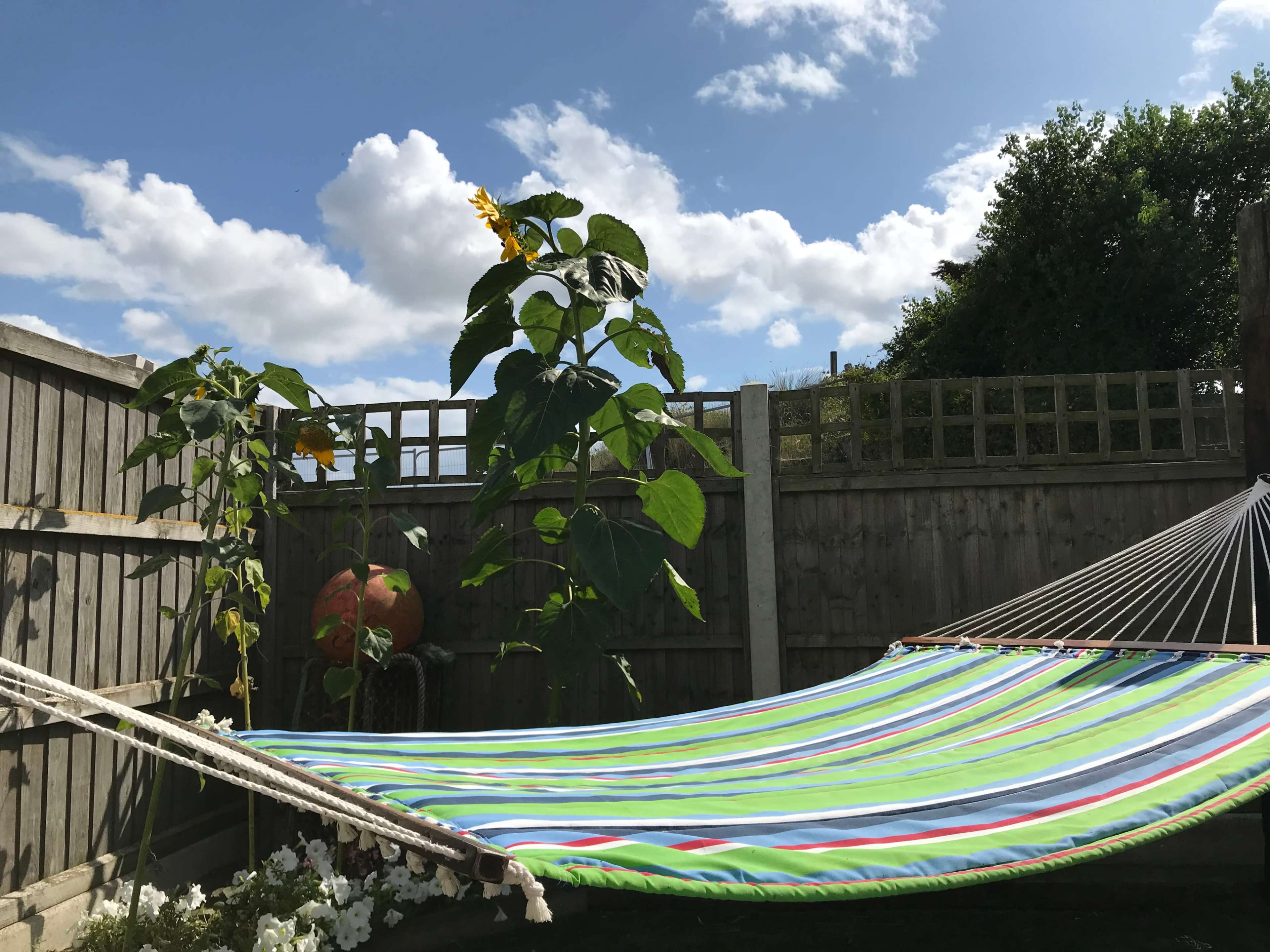 A colorful hammock is draped between wooden posts in a garden, surrounded by tall sunflowers and a blue sky with scattered clouds.