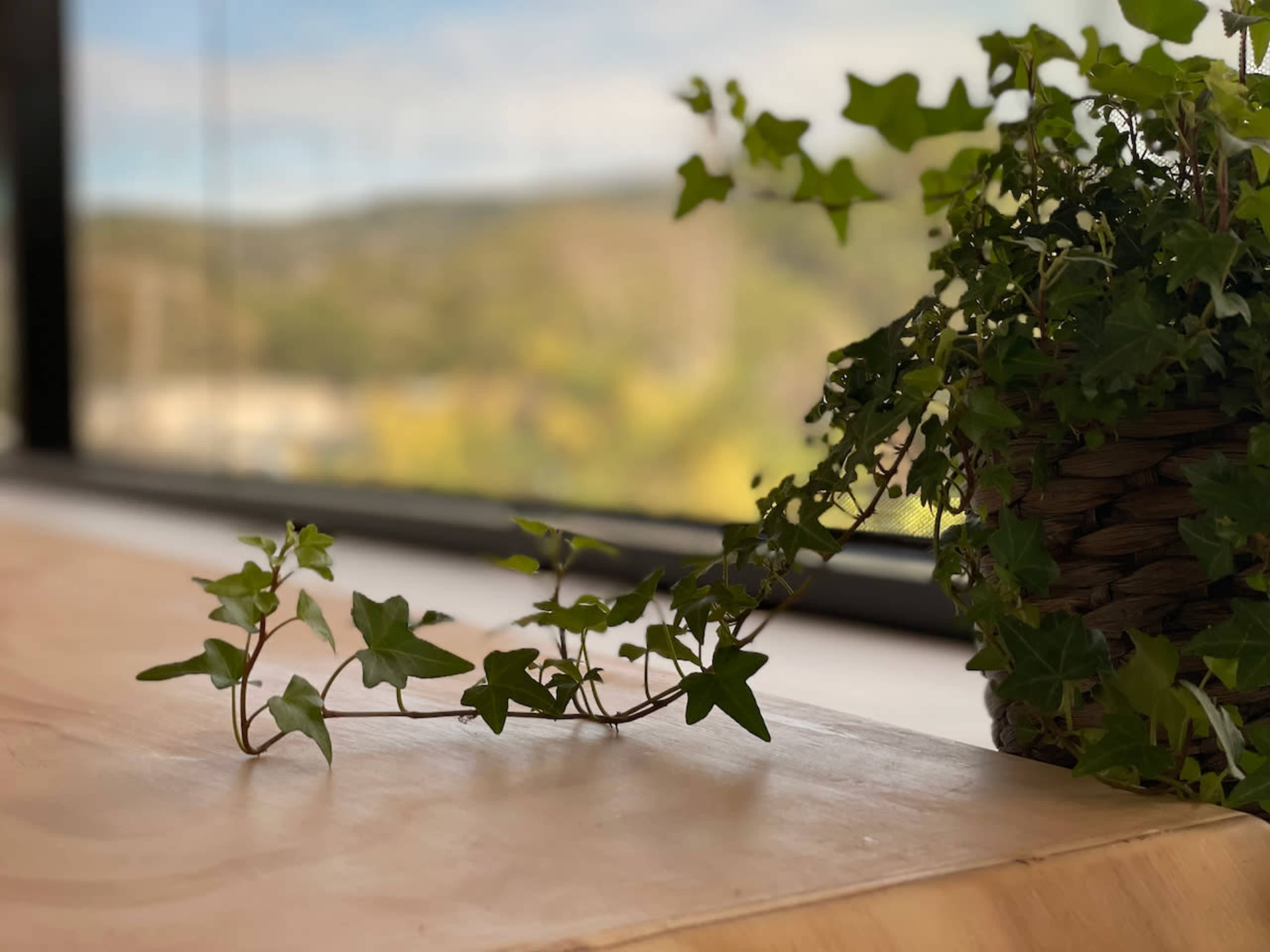 A vine of ivy drapes over the edge of a wooden surface next to a large window.