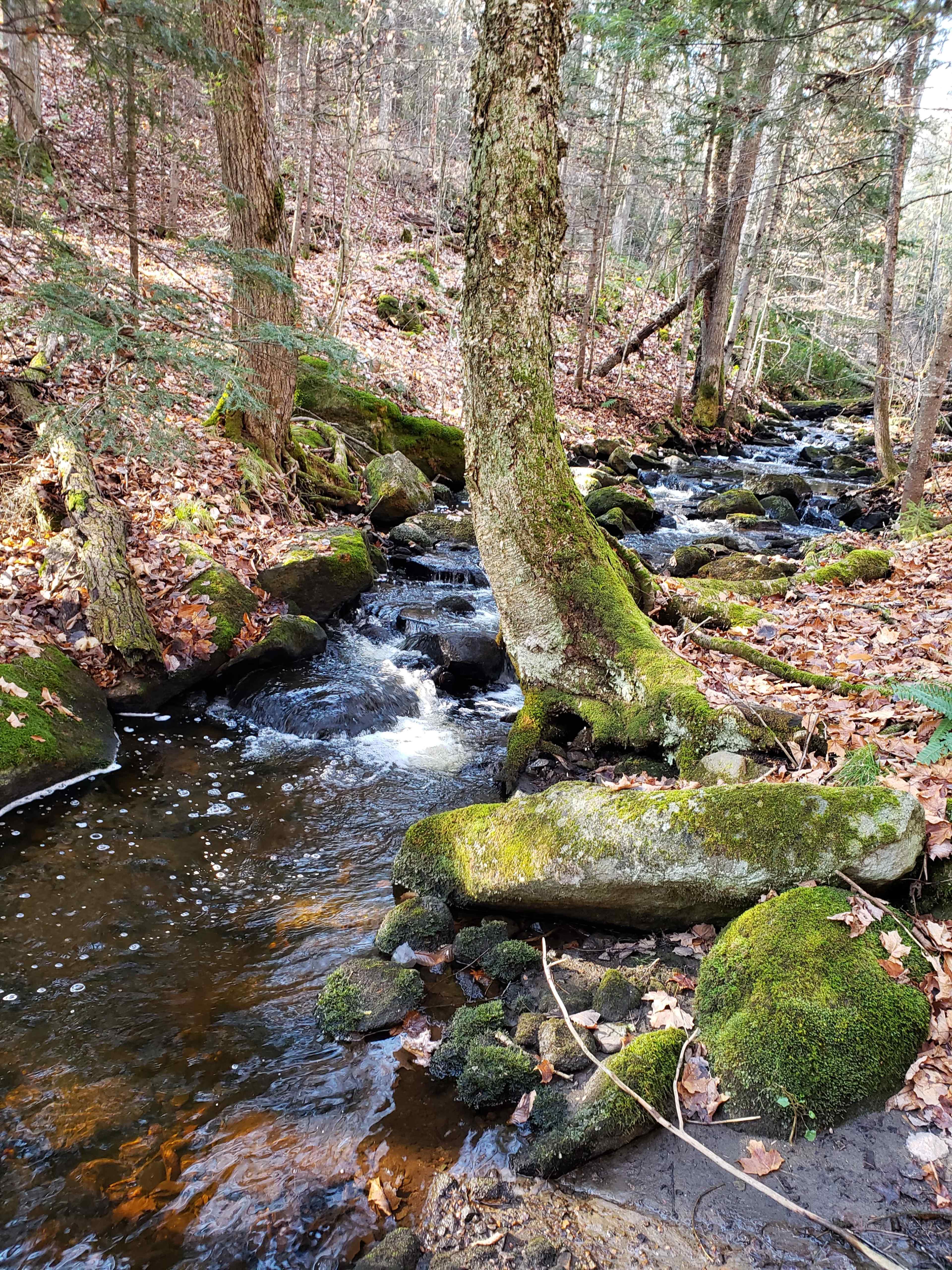 A small creek flows through a wooded area, surrounded by moss-covered rocks and fallen leaves.