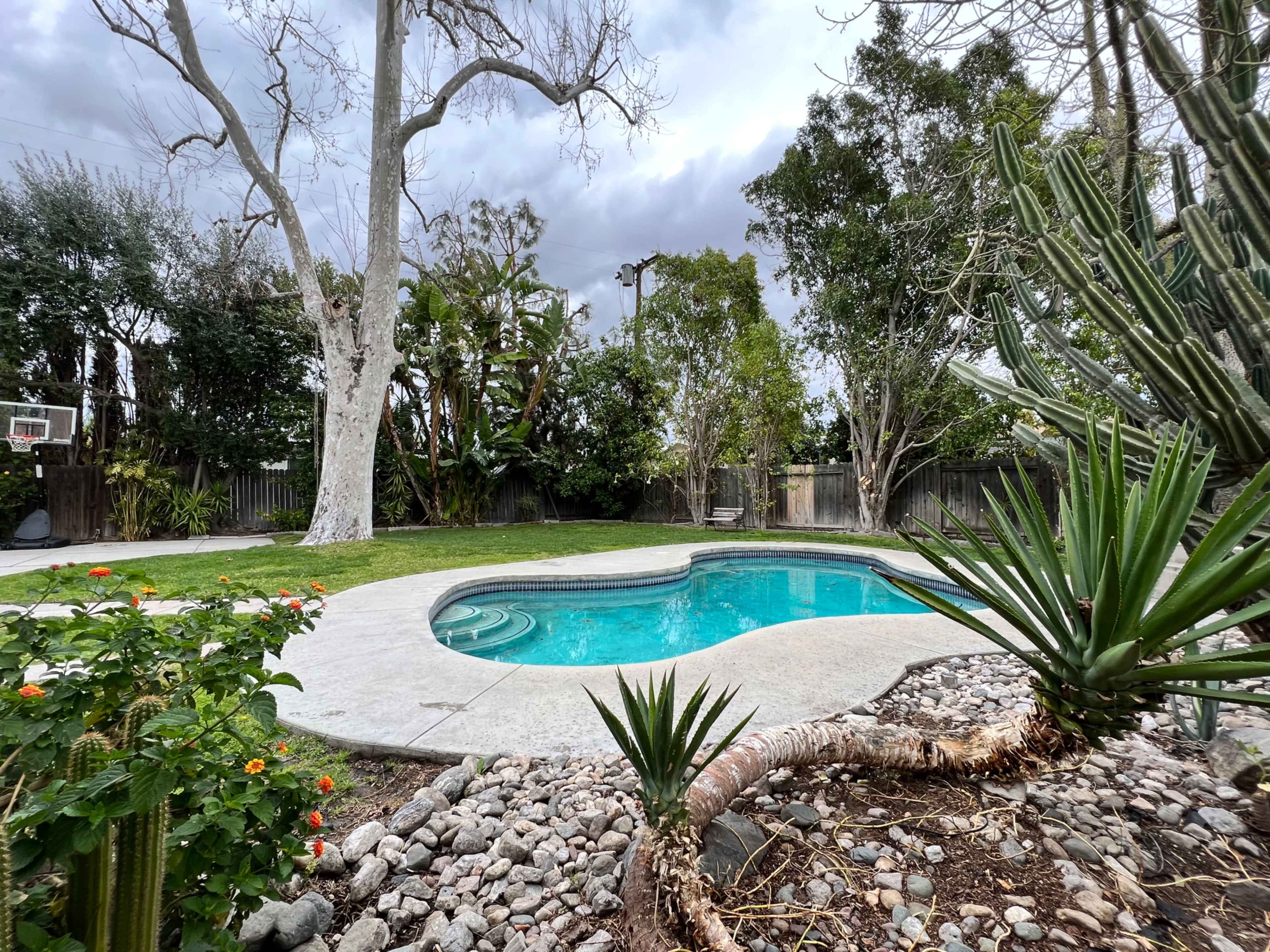 A landscaped backyard featuring a curved swimming pool surrounded by grass, rocks, and various plants.