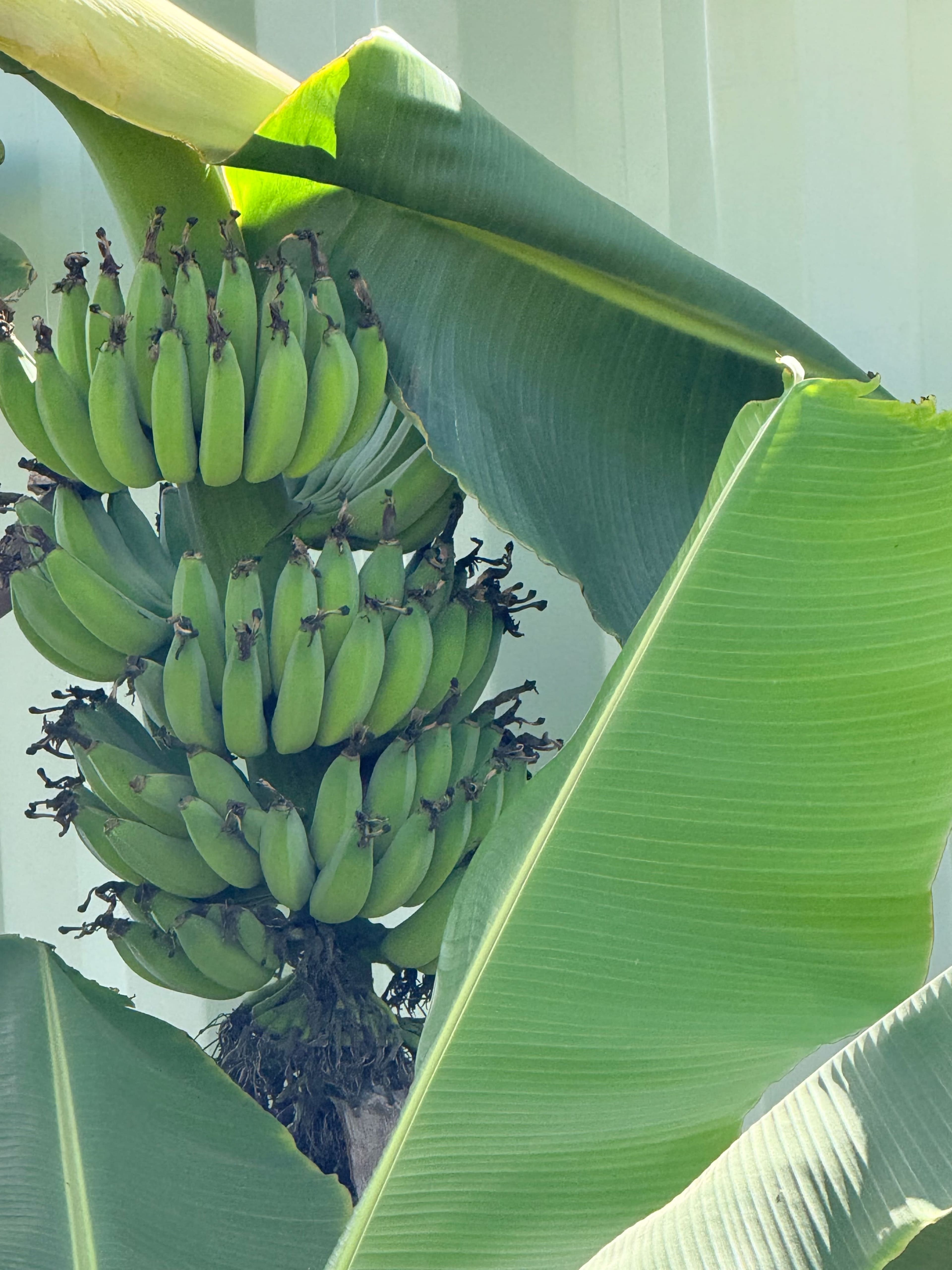 A cluster of green bananas grows among large banana leaves.
