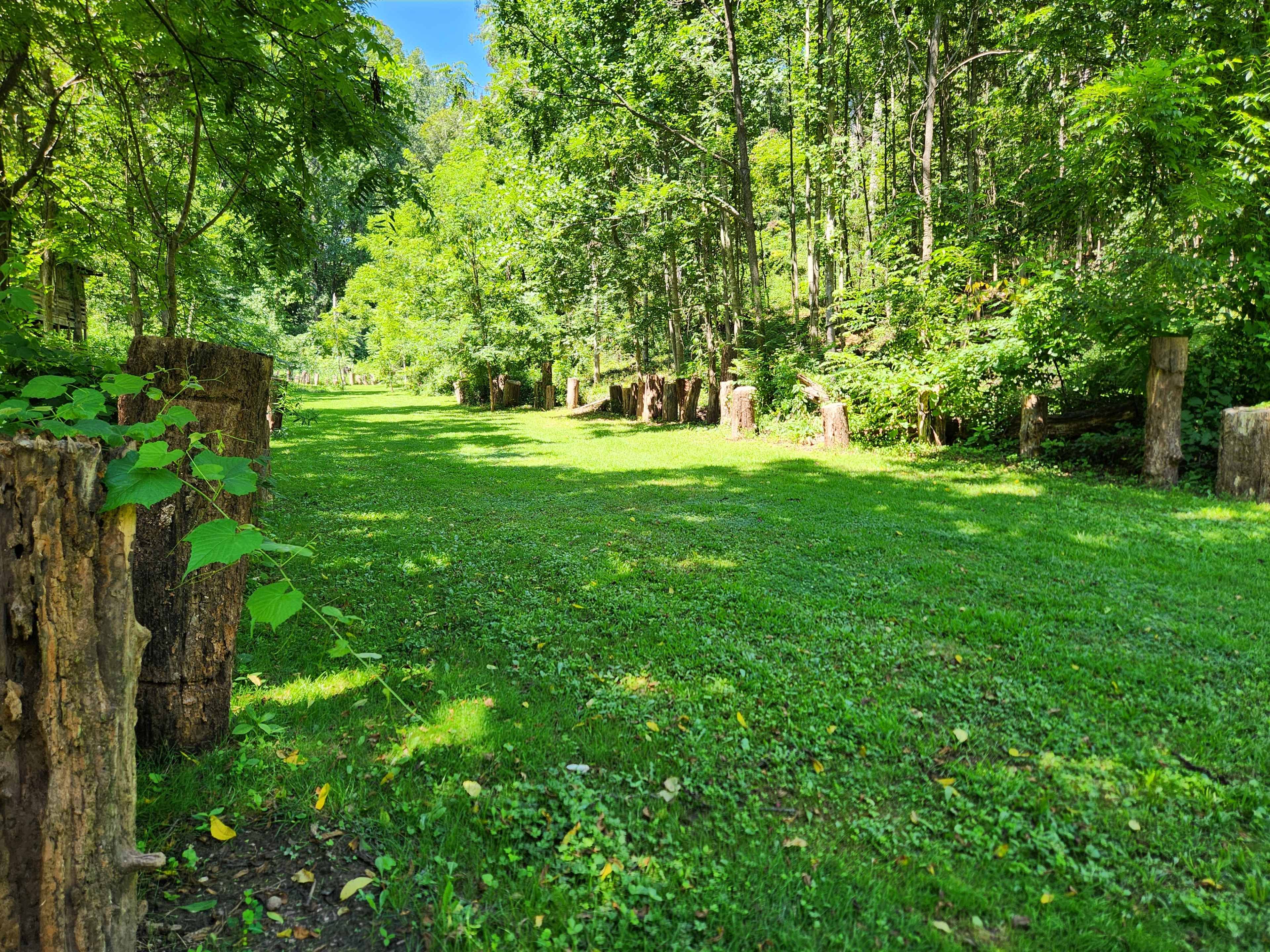 A grassy clearing is bordered by stumps and surrounded by dense green trees.