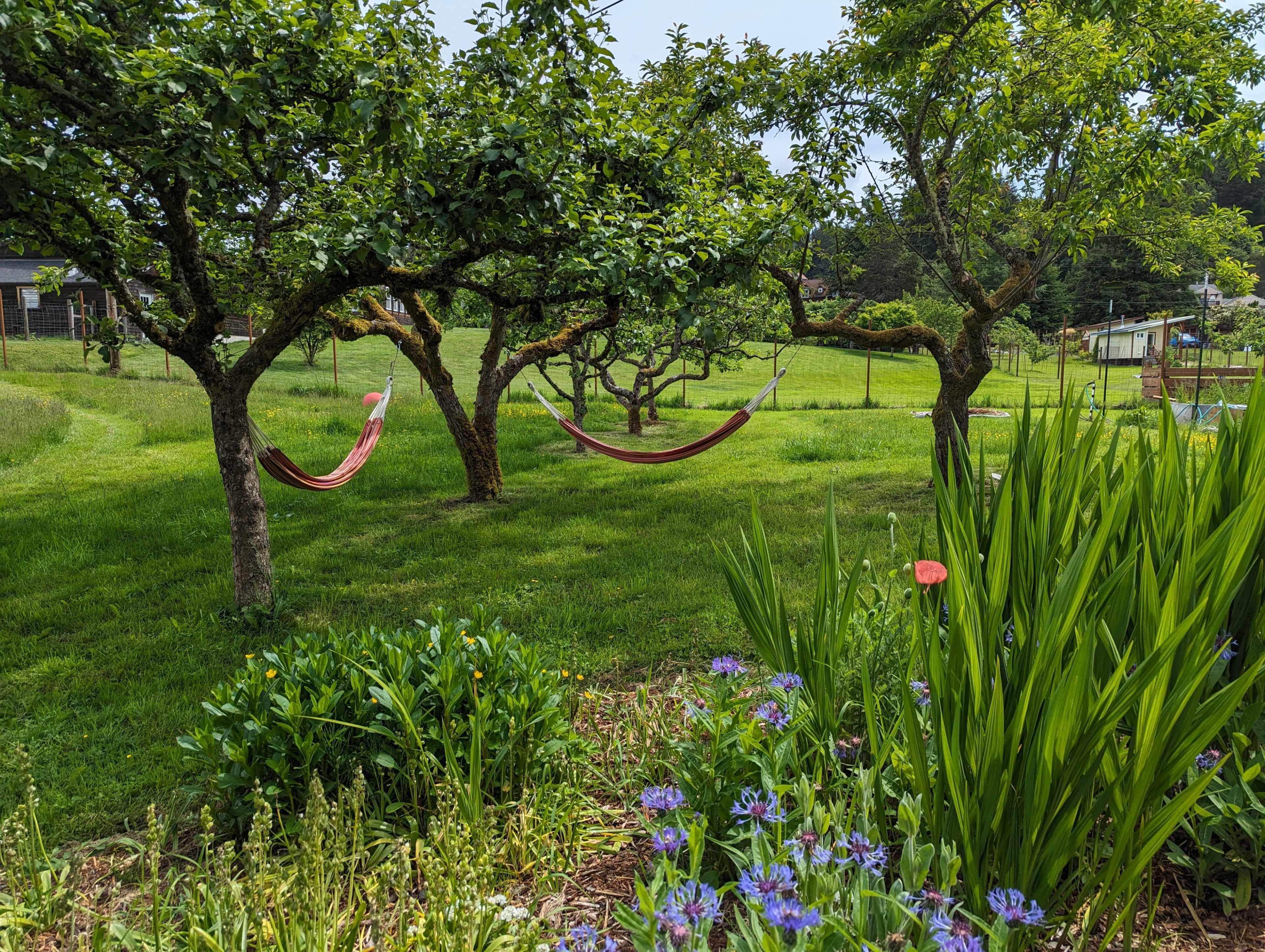 Two hammocks are suspended between trees in a grassy yard, surrounded by green plants and colorful flowers.