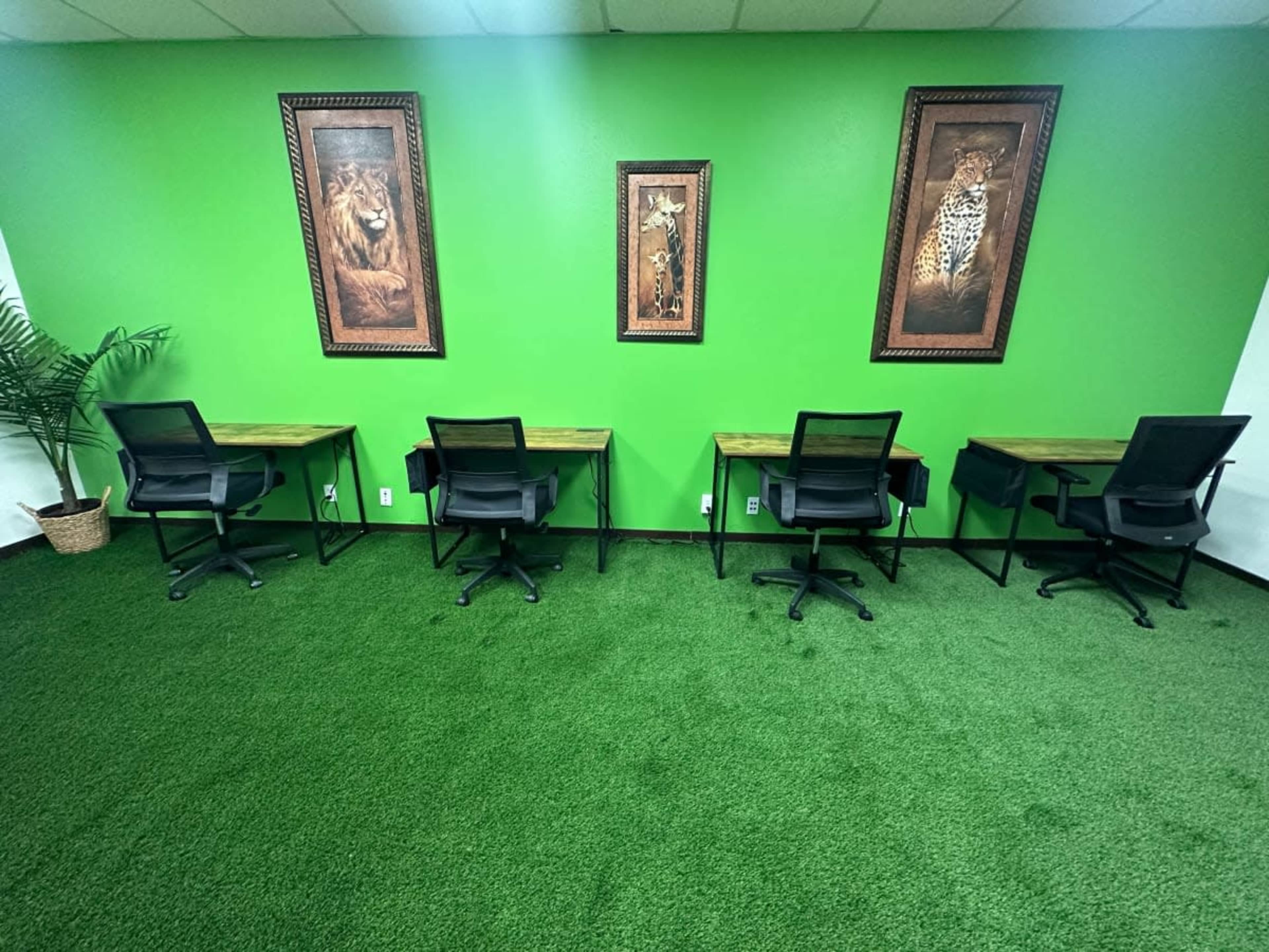 The image shows a workspace featuring four black chairs at wooden desks against a bright green wall decorated with framed animal portraits.
