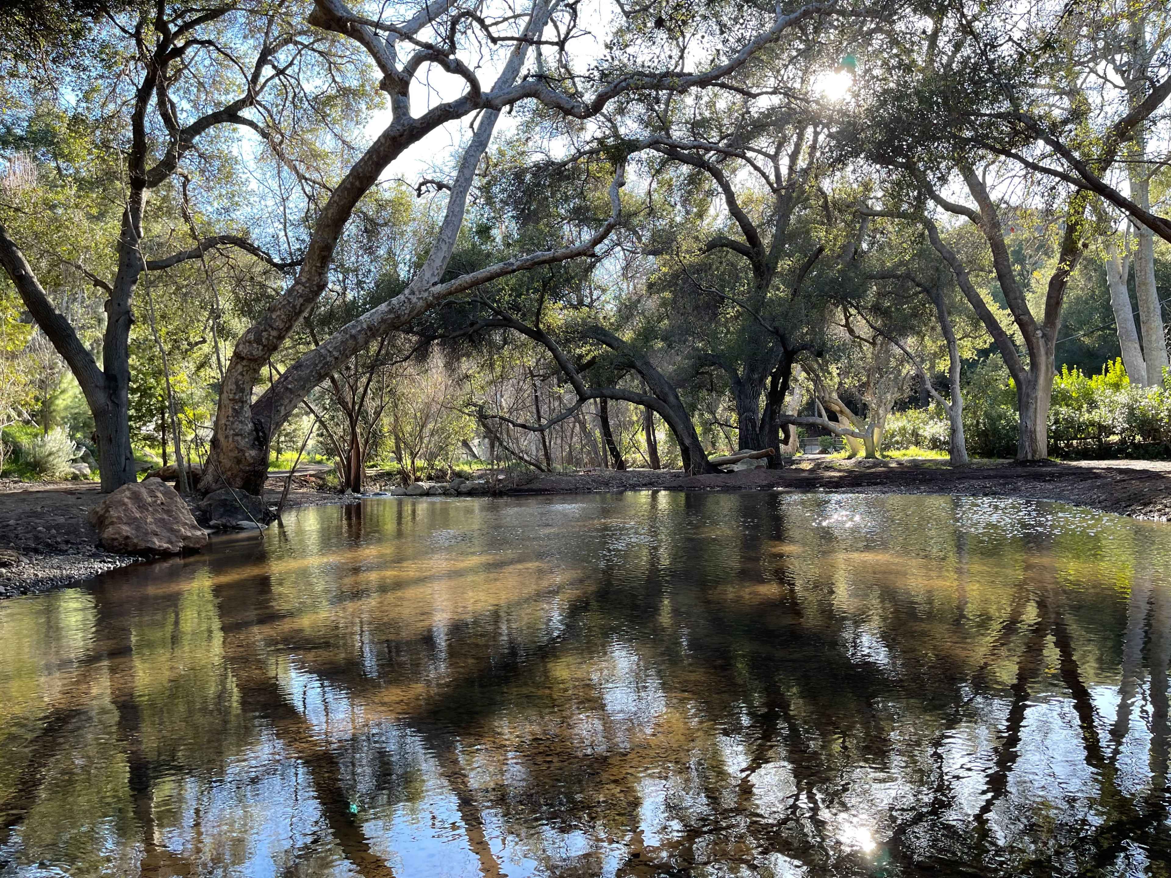 A tranquil stream surrounded by trees, with sunlight filtering through the branches and reflecting on the water's surface.