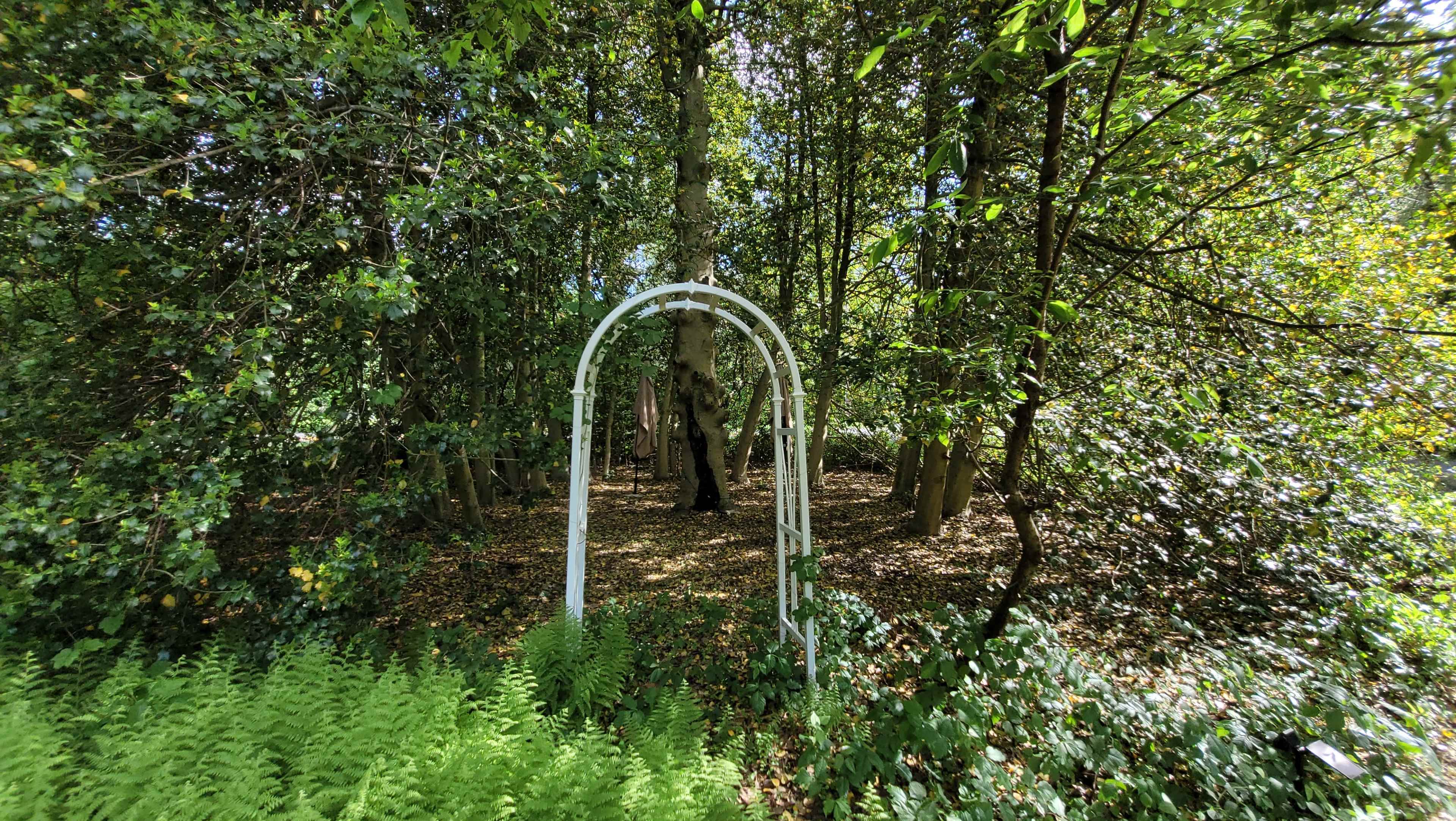 A white archway stands at the edge of a wooded area surrounded by tall trees and ferns.