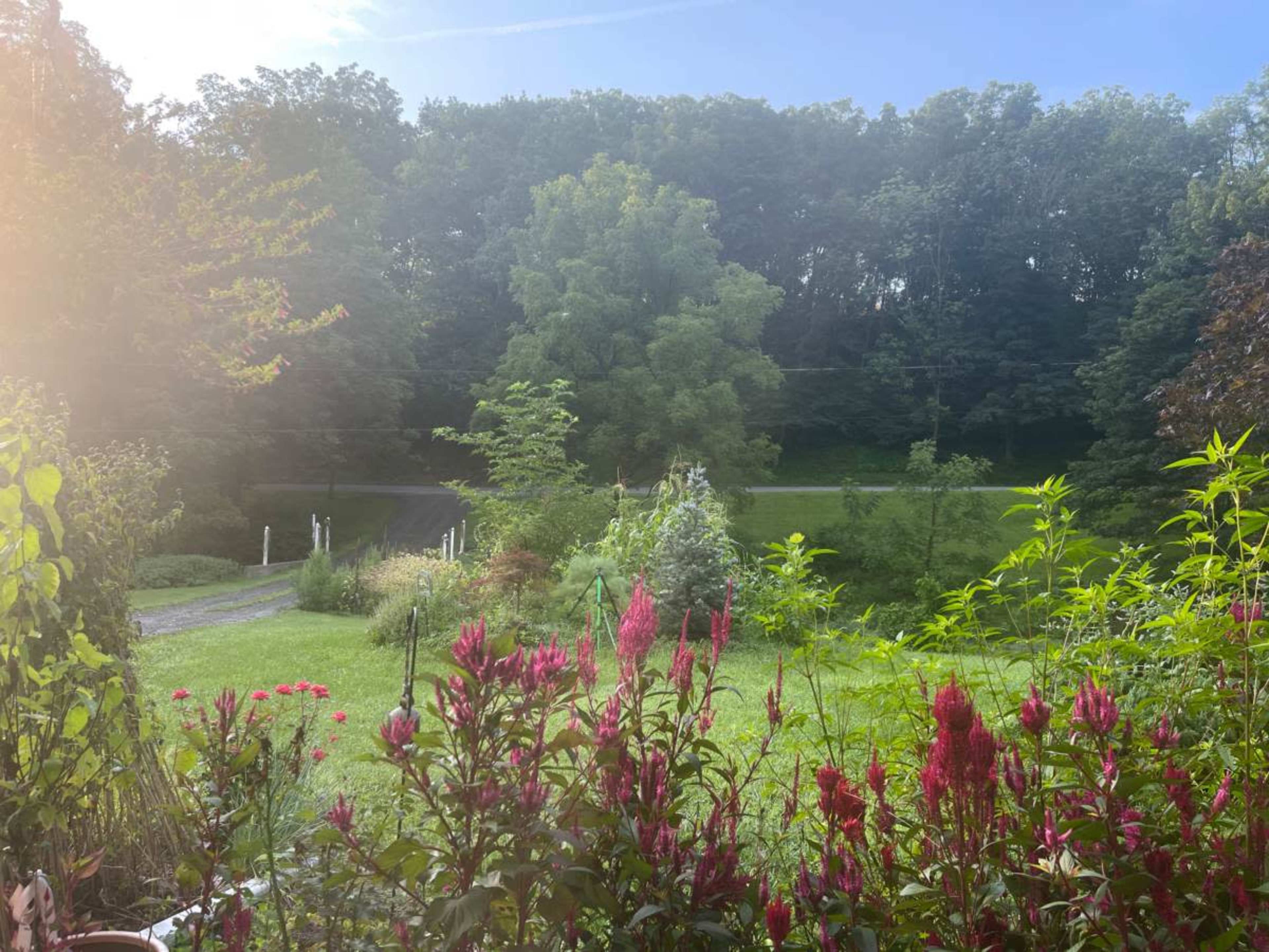 The image shows a garden with colorful flowers in the foreground and a lush green landscape and trees in the background.
